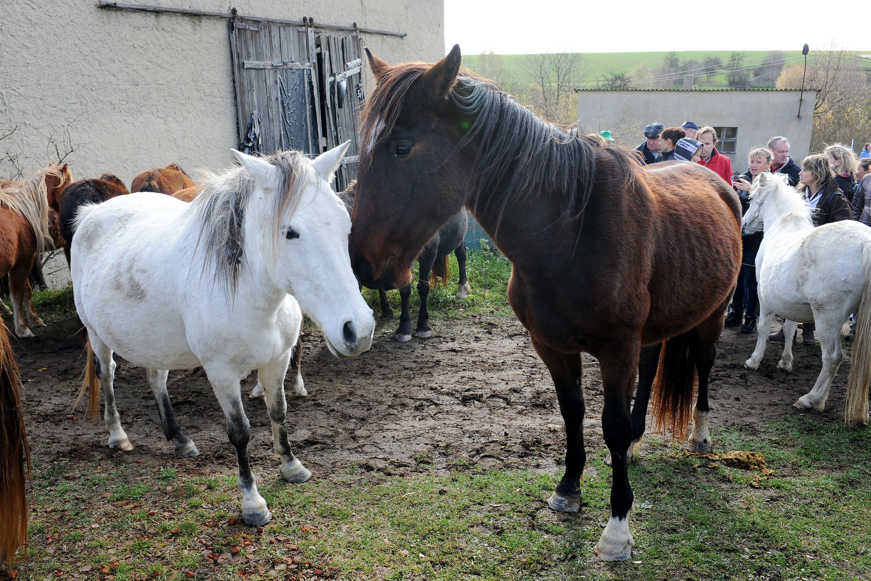 Dražba týraných koní - GALERIE: Podívejte se na zubožené koně, kteří dnes byli v aukci (7/19)
