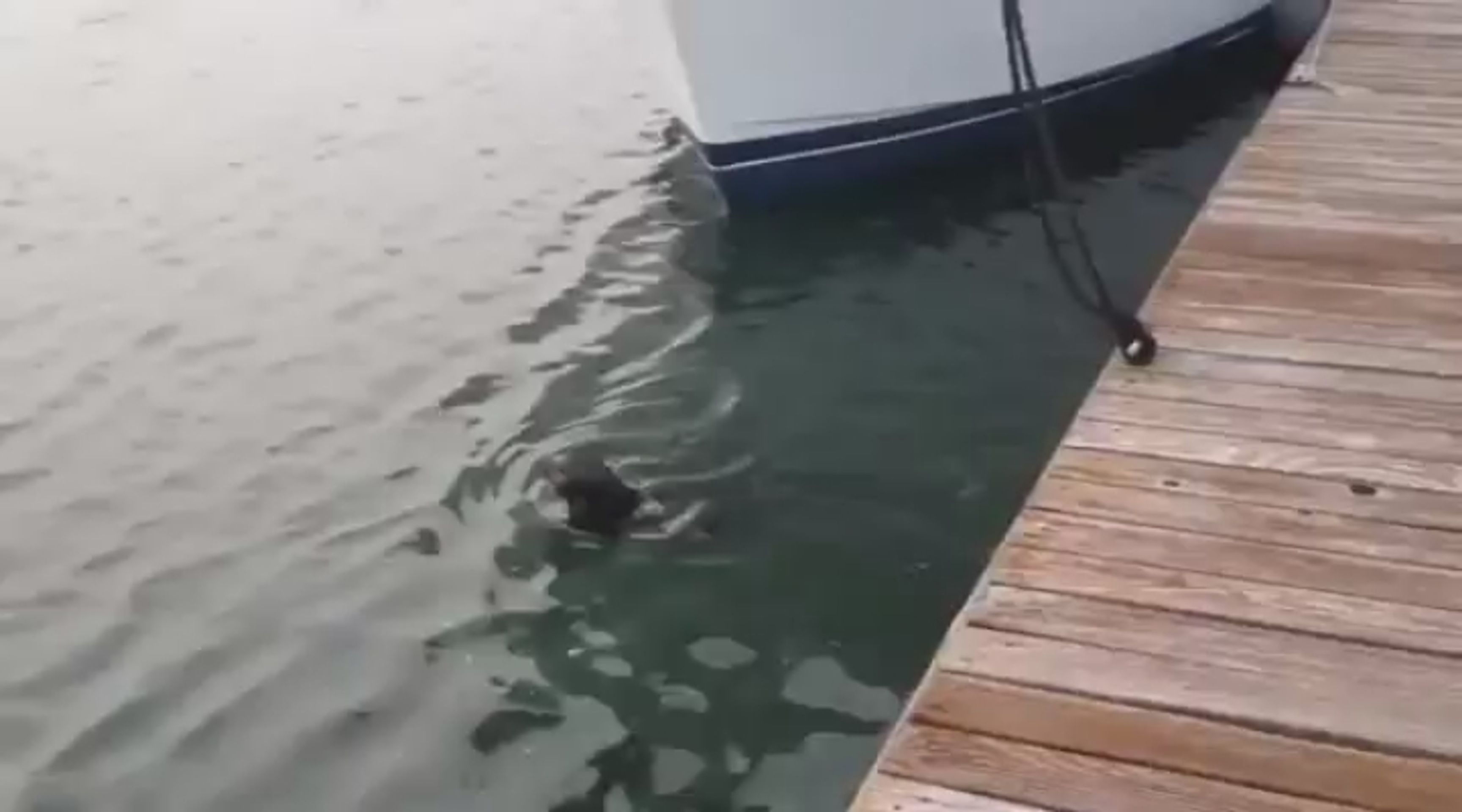 2013-07-16_SMICHOV_Otter_Trolling_His_Dog_Friend(360p_H.264-AAC) - VTHUMB - GALERIE: Inzerát - bydlení za sex (5/5)