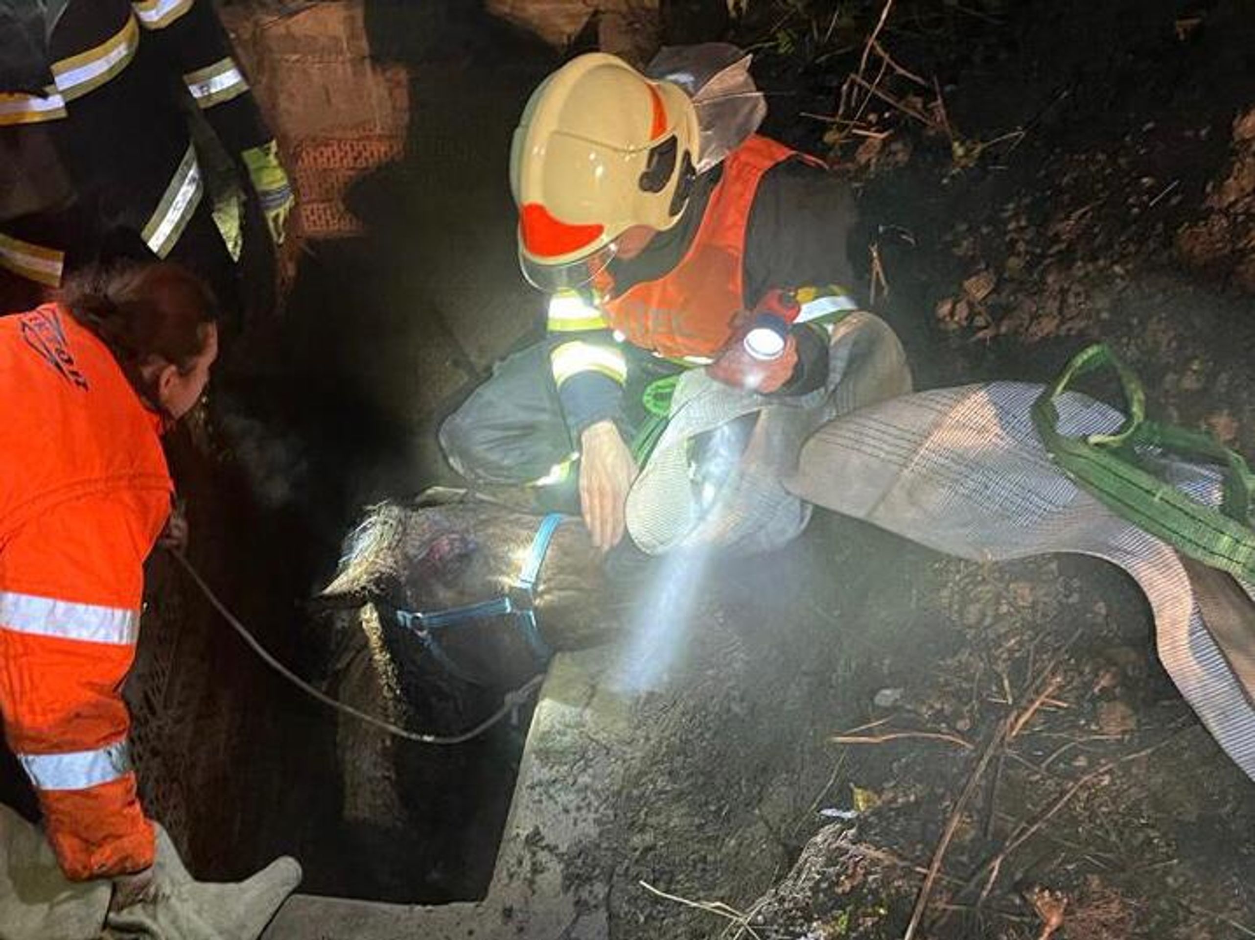 Záchrana koně z betonového koryta šachty v Hudcově (1) - Záchrana koně z betonového koryta šachty v Hudcově (4/4)