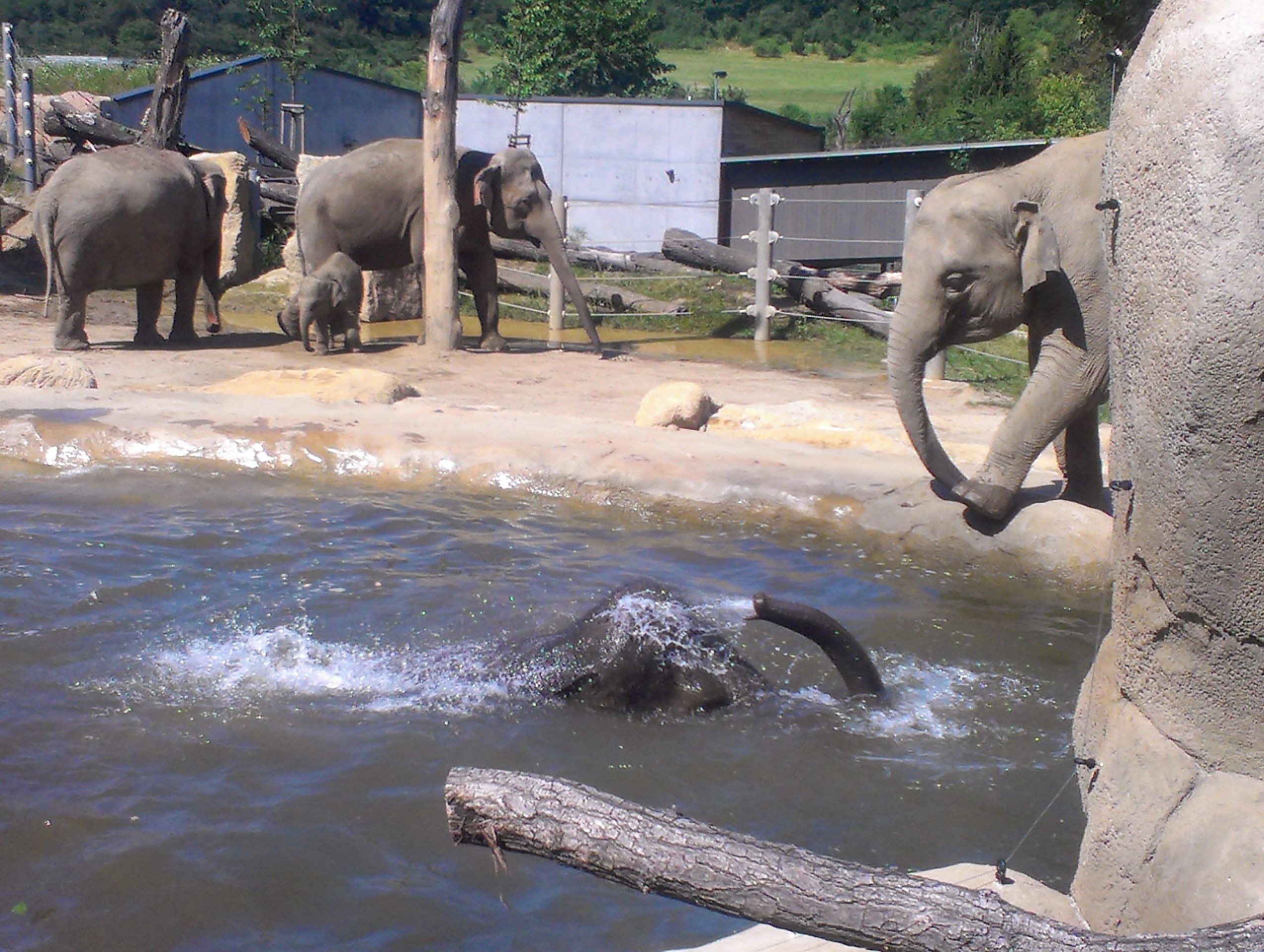 Sloni v pražské zoo - 4 - GALERIE: Sloni v pražské zoo: Tropy je netrápí. Podívejte se, jak dokážou řádit ve vodě (4/7)