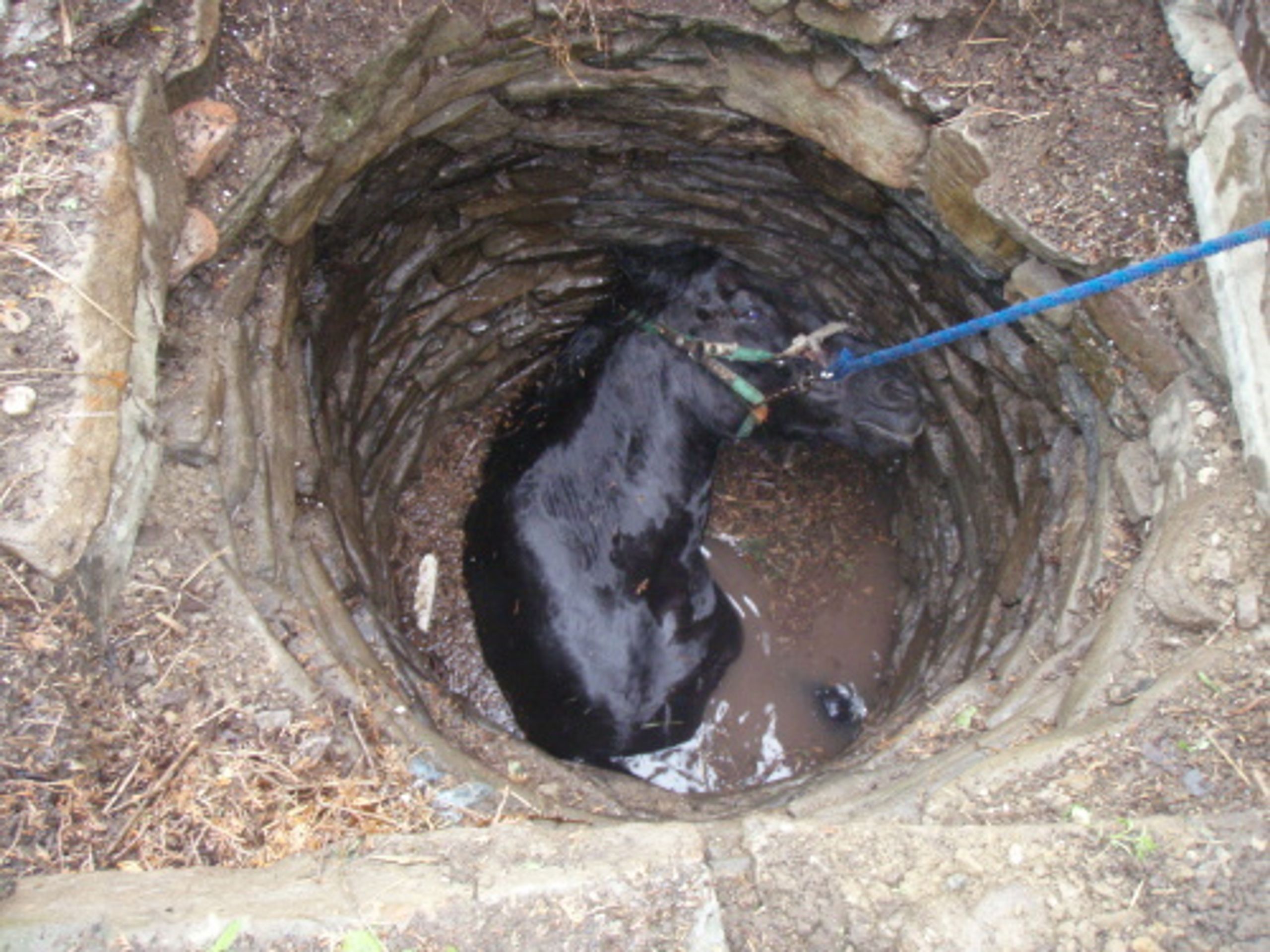 Záchrana koně z hluboké studny v Kružberku - 1 - GALERIE: Záchrana koně z hluboké studny v Kružberku (1/11)