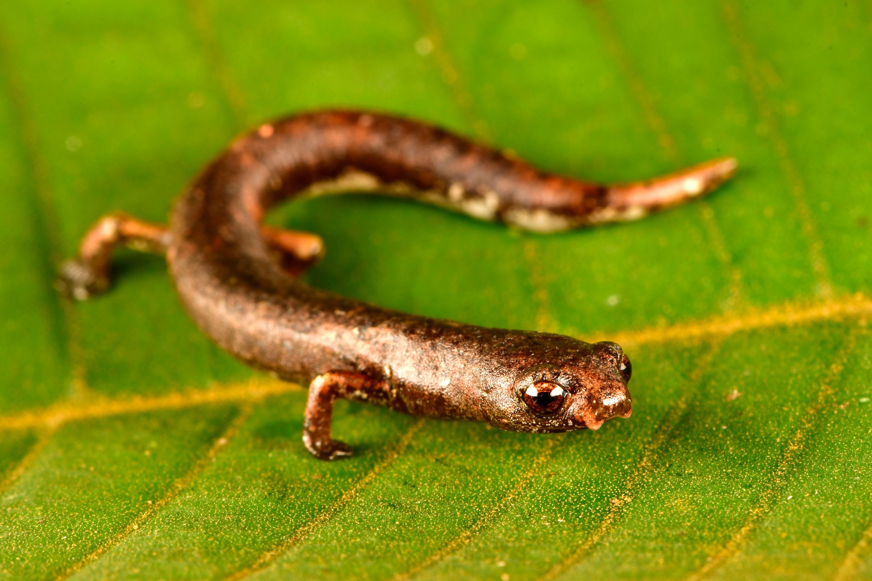 Mlok (Bolitoglossa sp.) žijící na stromech - Nově objevené druhy živočichů (1/9)