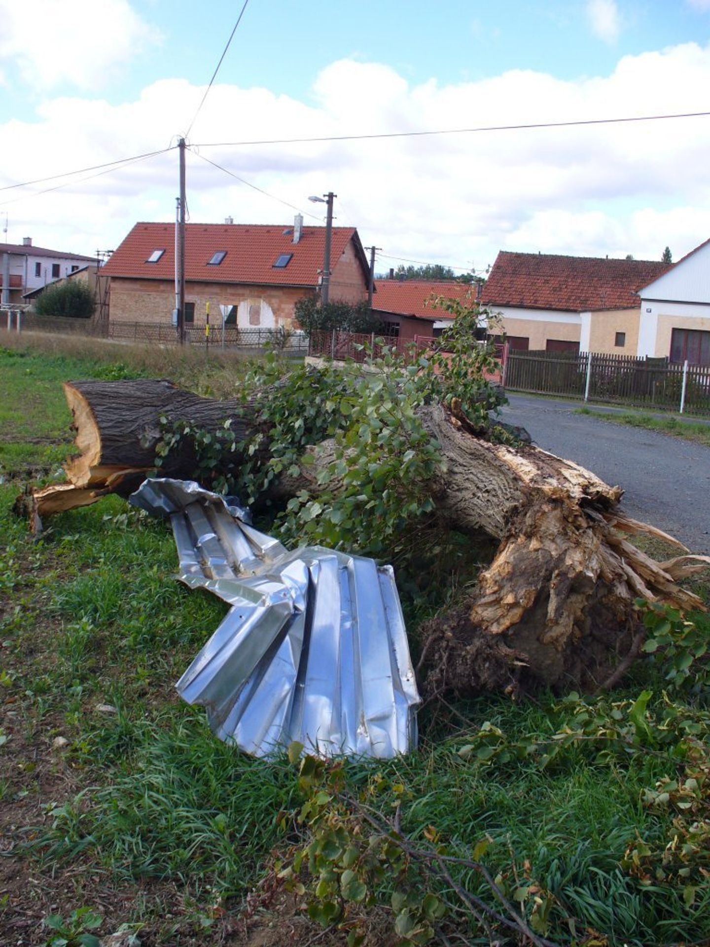 Tornádo u Horšova - Padlá lípa a břízy severně od Horšova - GALERIE: Tornádo u Horšova (15/15)