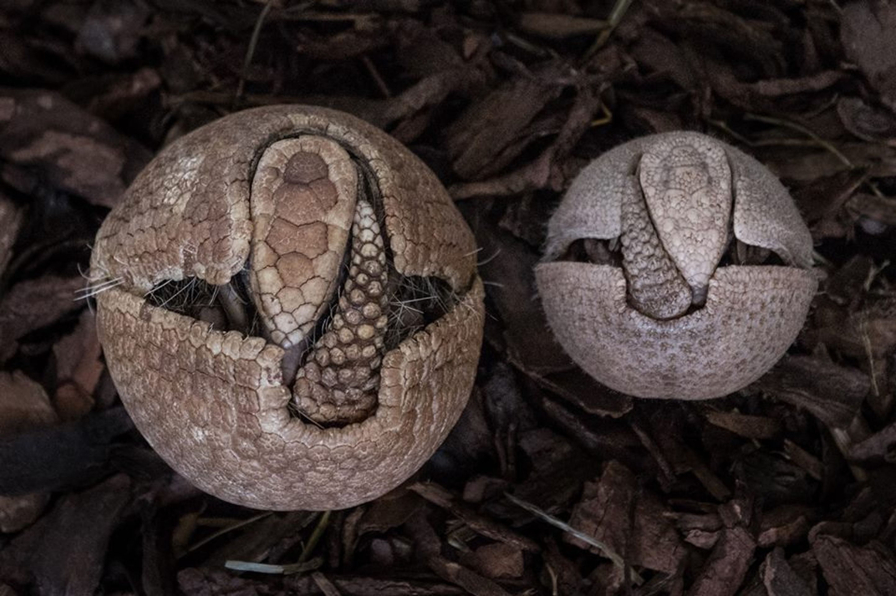 Nová mláďata v pražské zoo - 3 - GALERIE: Nová mláďata v pražské zoo (5/5)