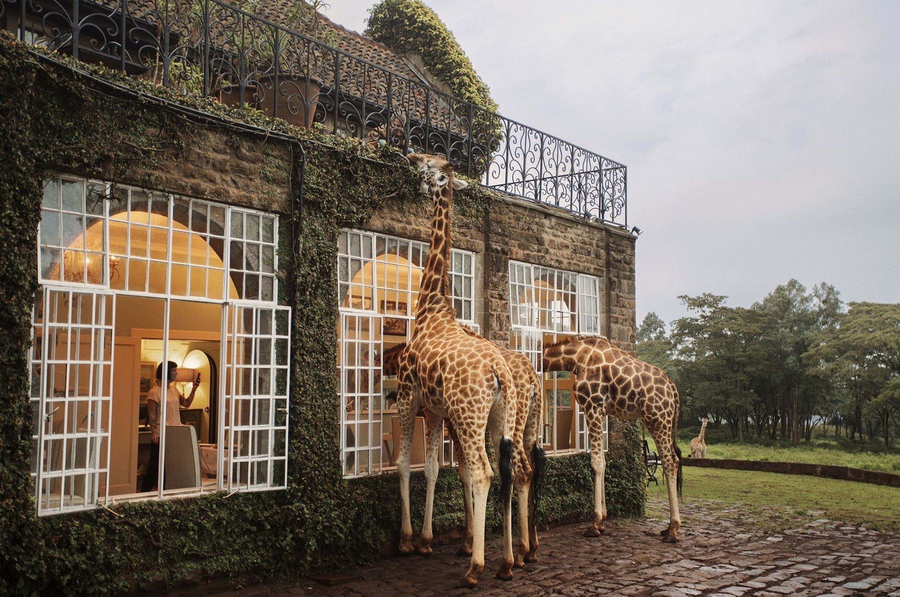 Hotel Giraffe Manor - 1 - GALERIE: Hotel Giraffe Manor (4/4)