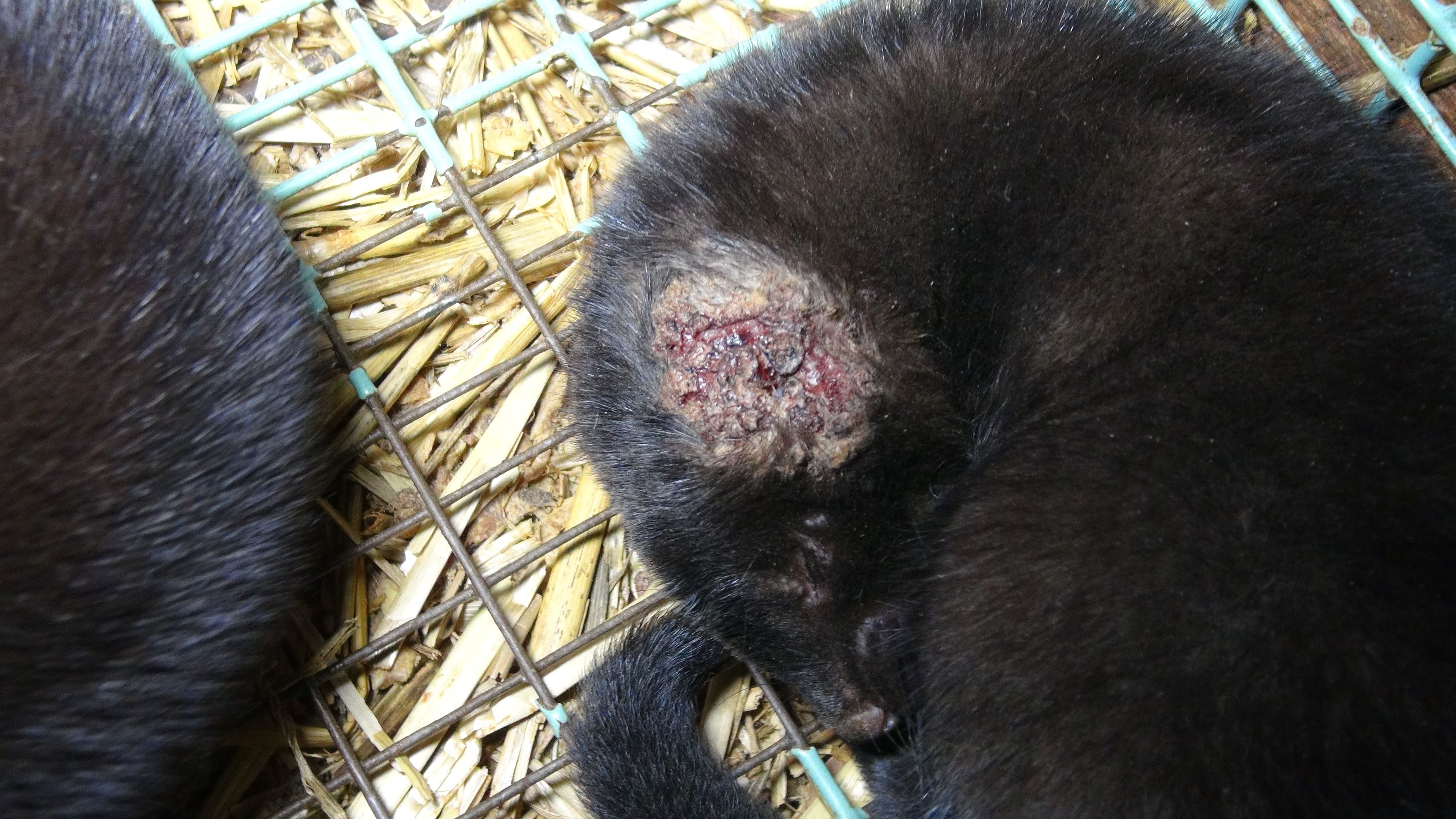 Zubožená zvířata na kožešinových farmách - 13 - Galerie: Zubožená zvířata na kožešinových farmách (4/16)