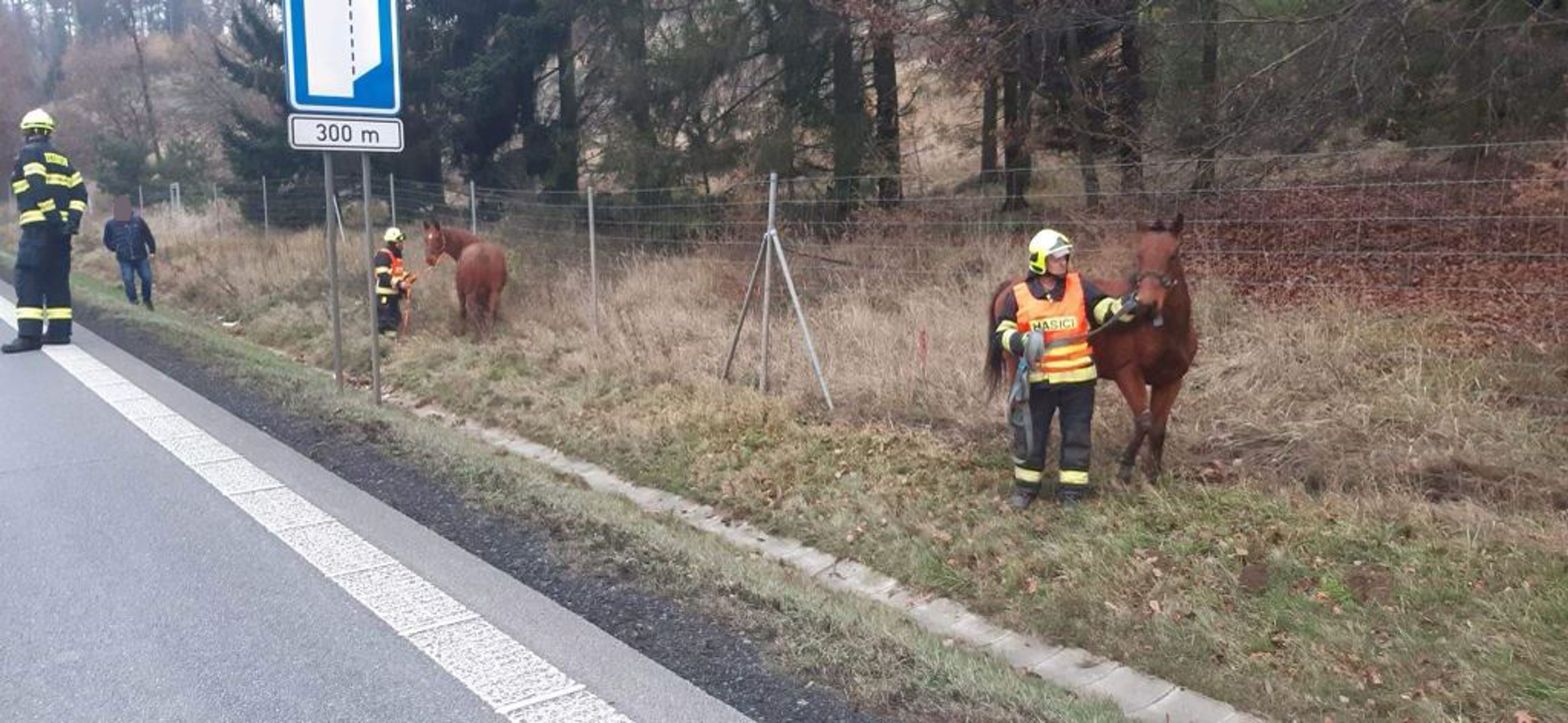 Koně na dálnici - Koně zablokovali dálnici D1 (4/7)