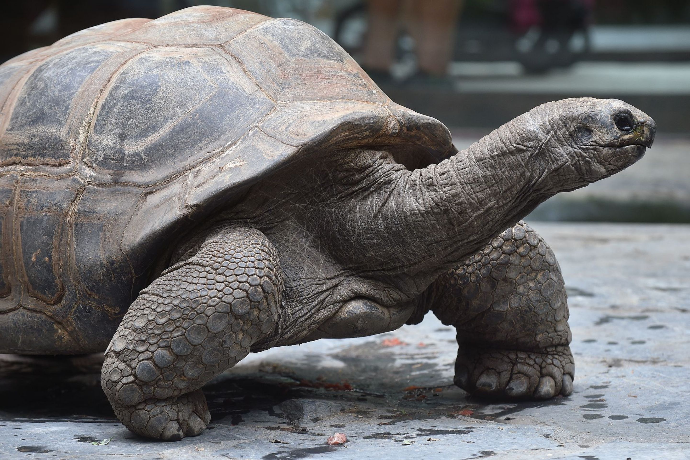 Krmení velkých želv v ZOO Praha - 13 - GALERIE: Krmení velkých želv v ZOO Praha (13/19)