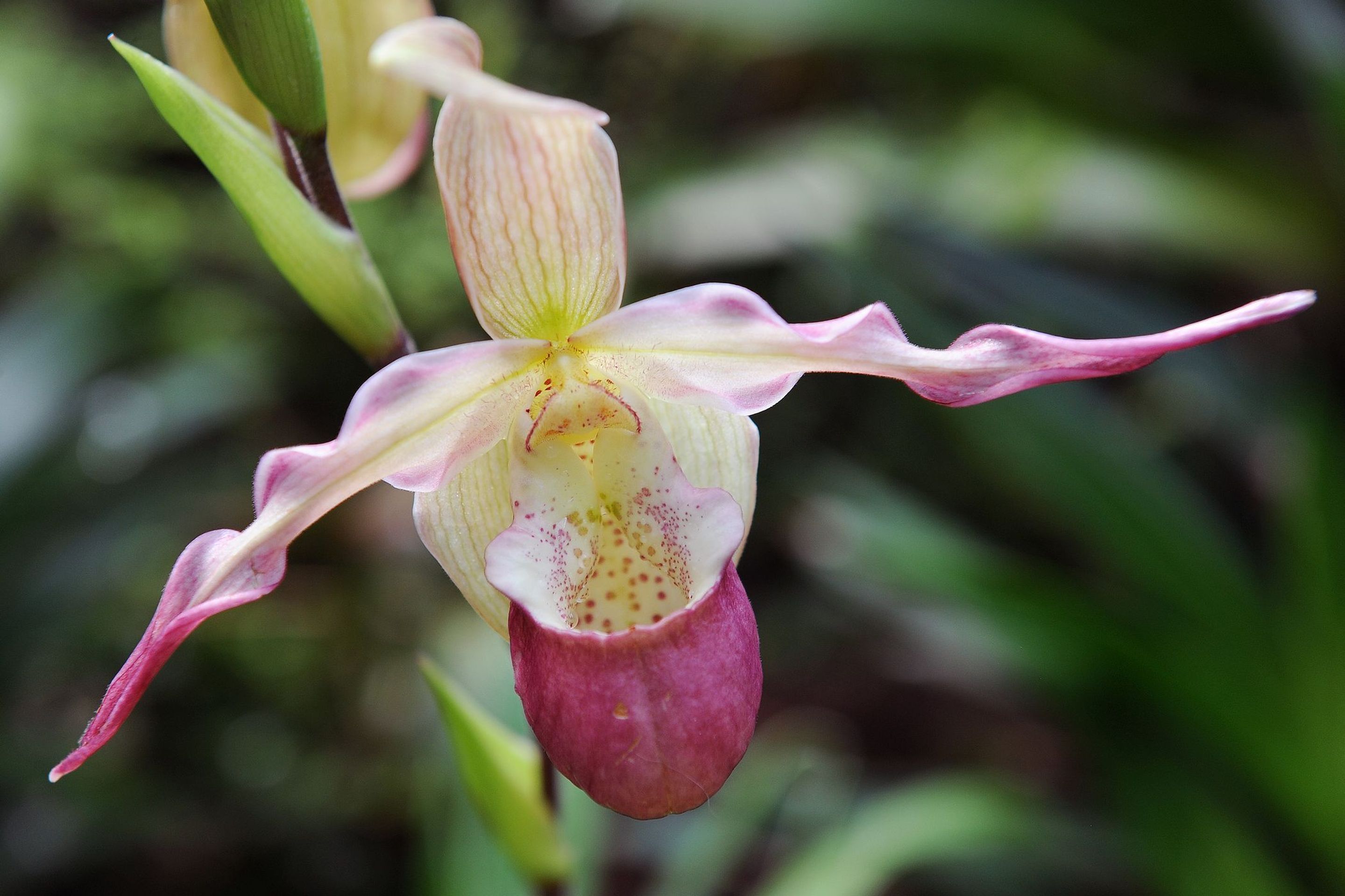 Výstava orchidejí - 2 - GALERIE: Orchideje v pražské botanické zahradě (1/29)