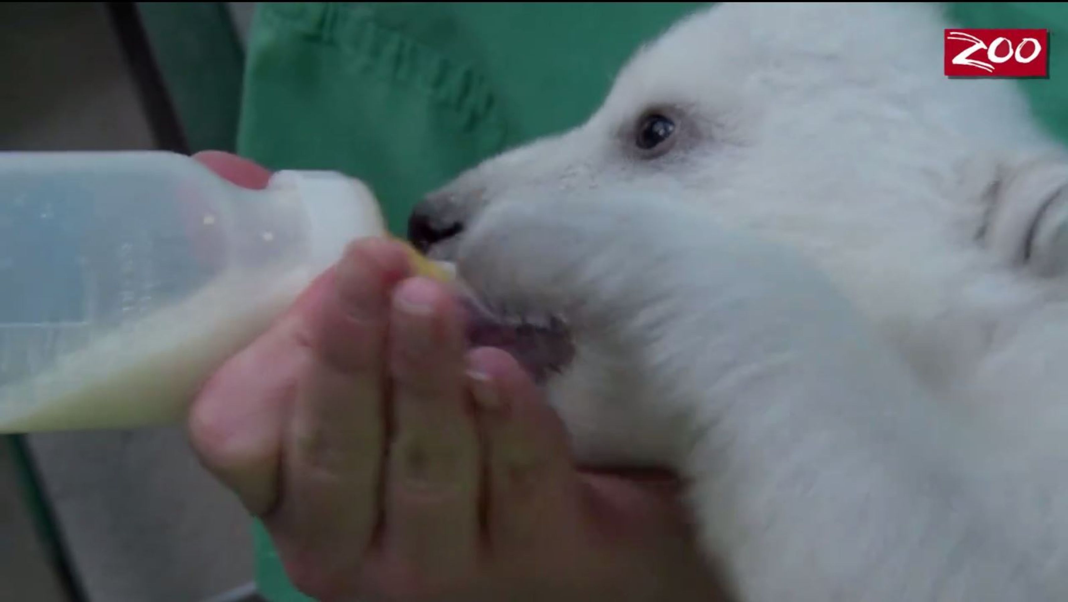 Mládě ledního medvěda v columbuské Zoo - 6 - GALERIE: Opuštěné mládě ledního medvěda (5/10)
