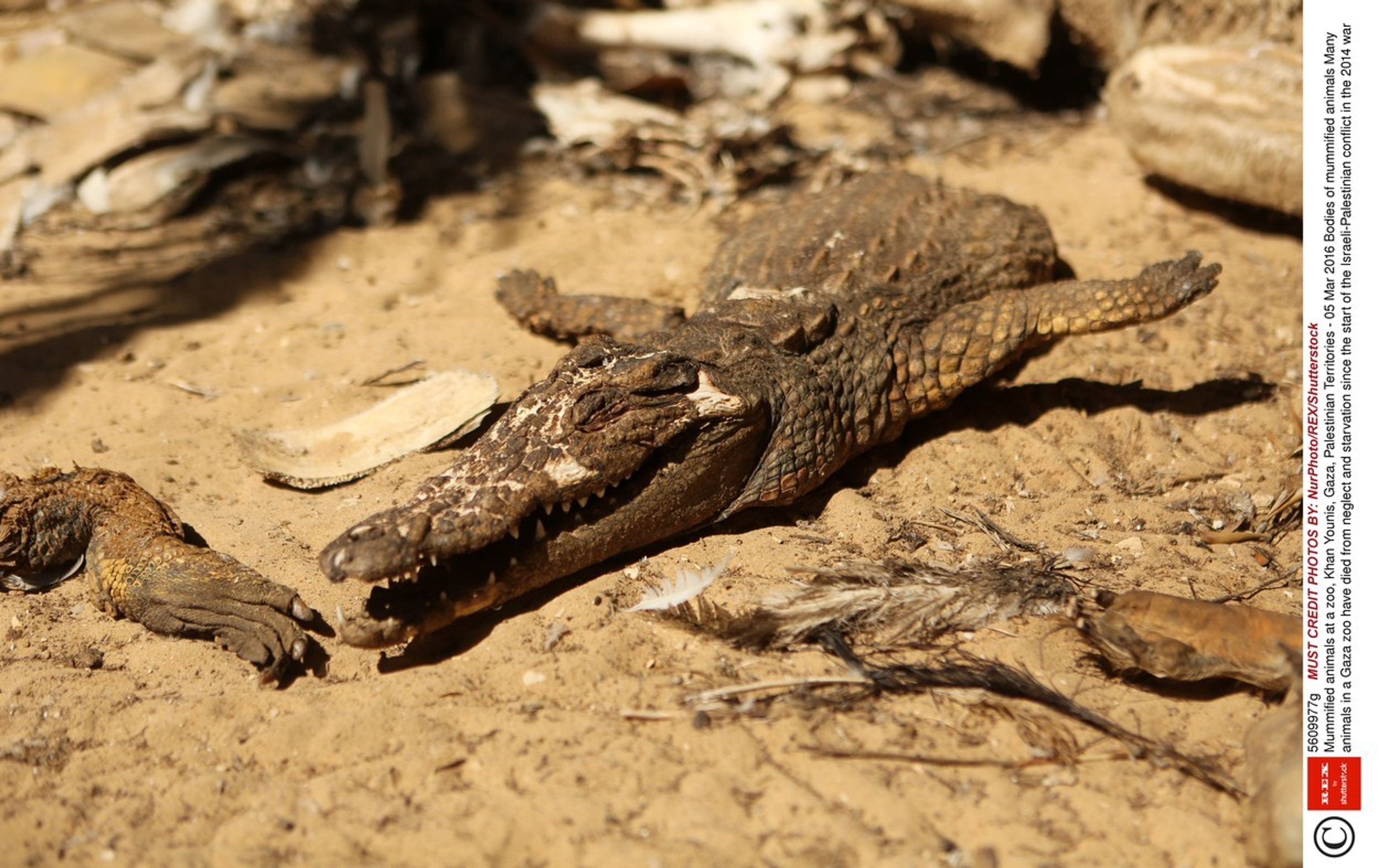 Zoo hrůzy v Palestině - 5 - GALERIE: Zoo hrůzy v Palestině (5/5)