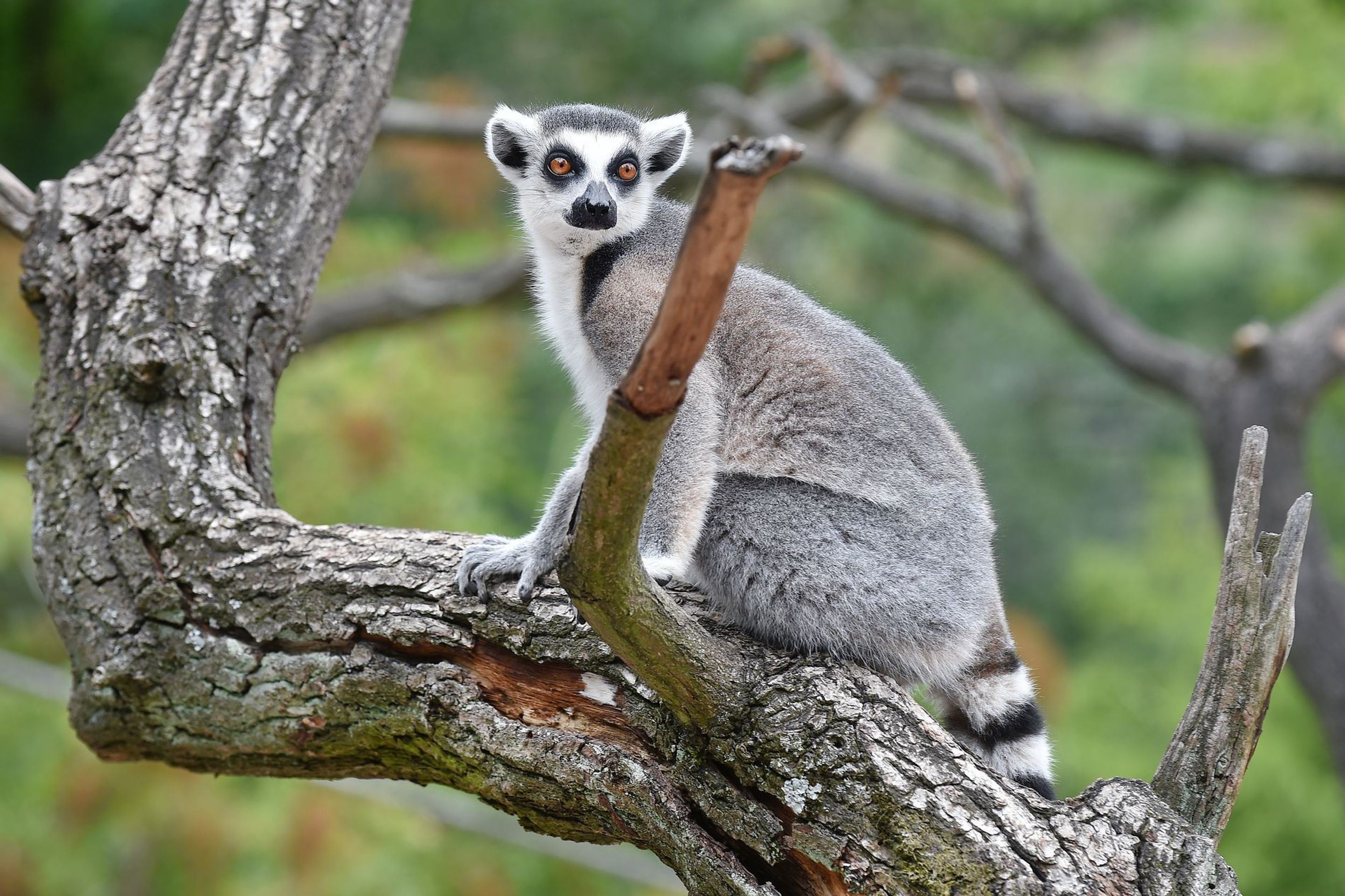 Krmení lemurů v ZOO Praha - 17 - GALERIE: Krmení lemurů v ZOO Praha (17/19)