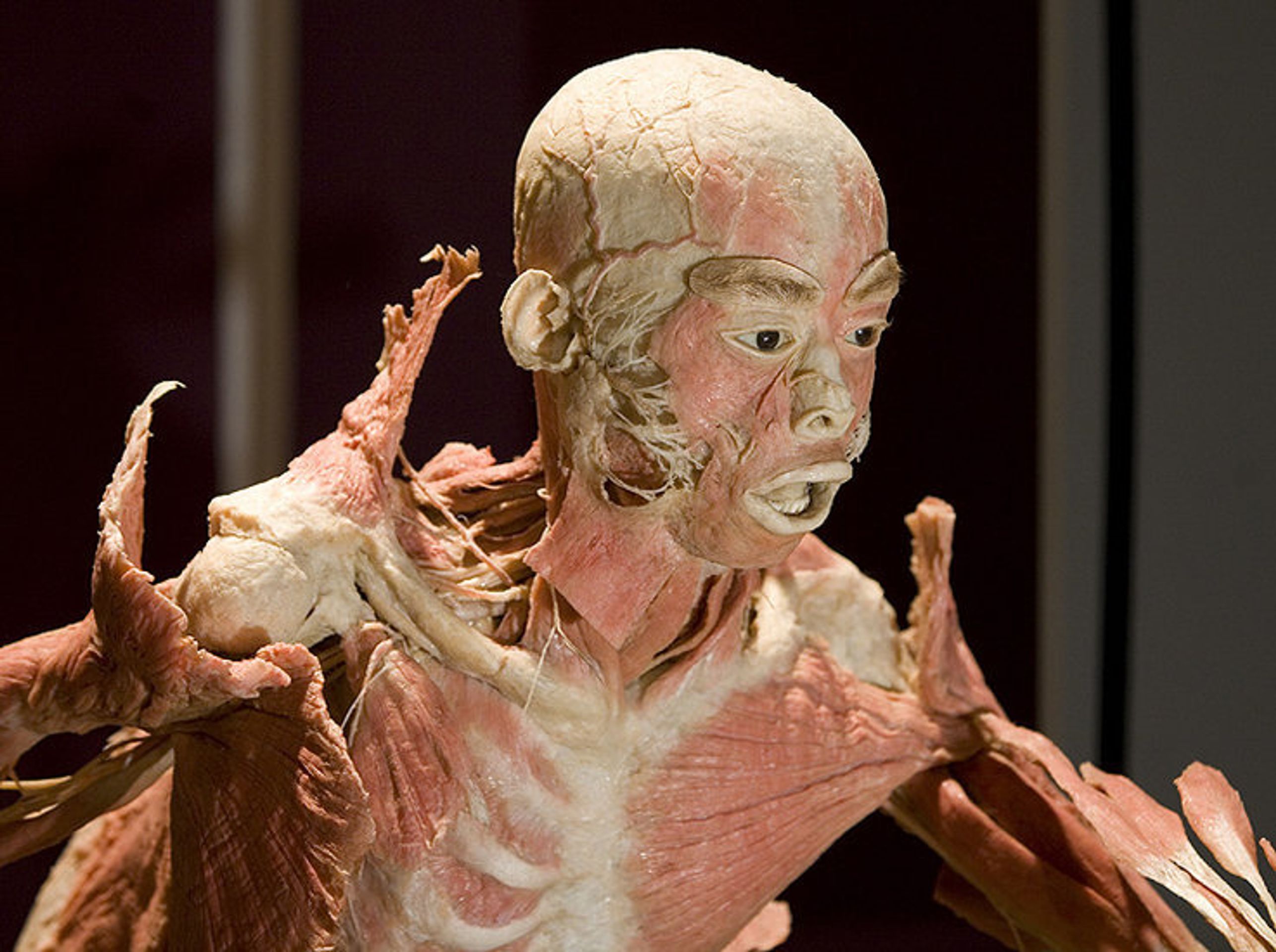 Lidská socha - instalace výstavy lidských těl v Praze - Bodies přijely z Amsterdamu v obyčejných bednách (2/3)