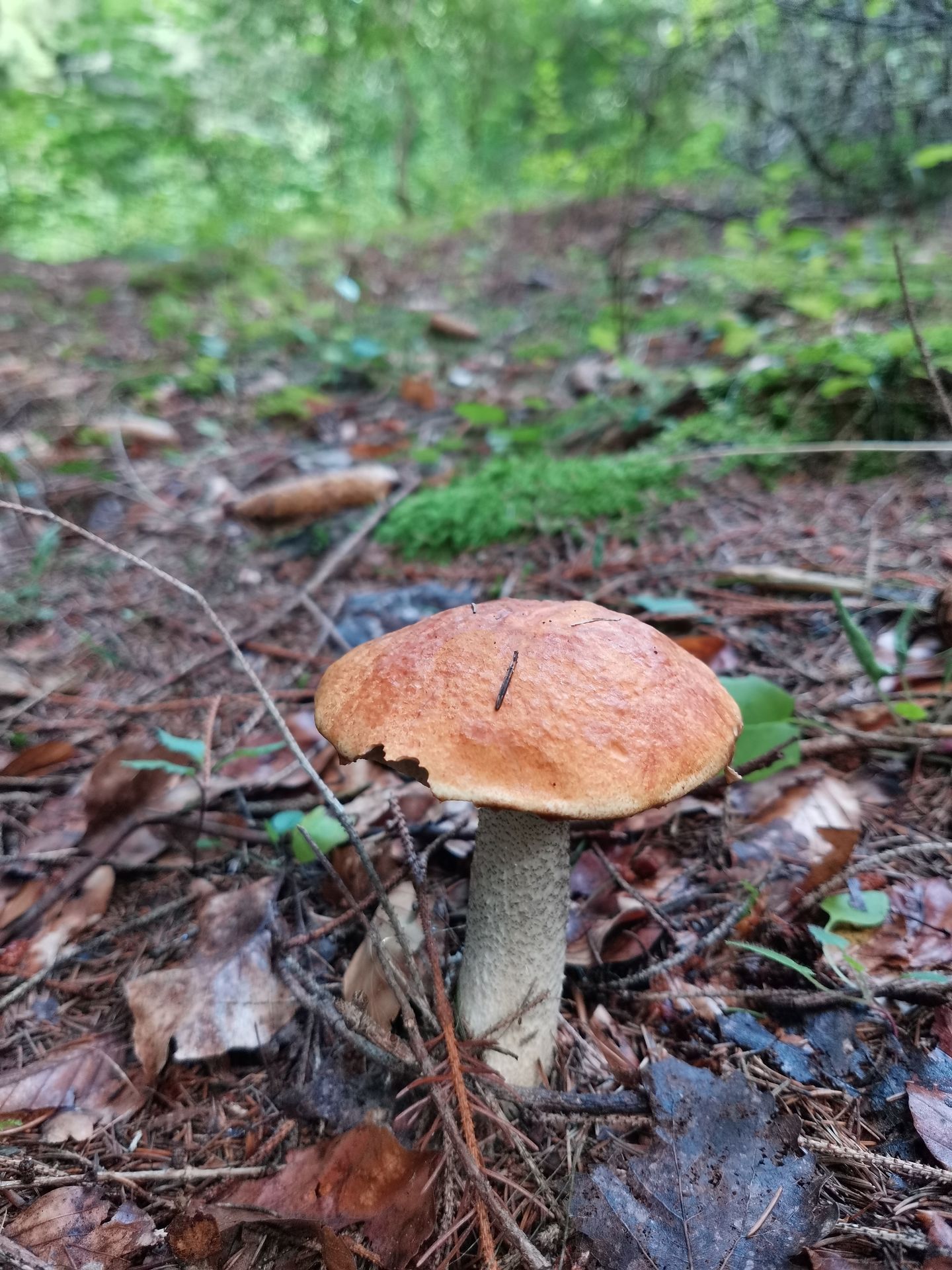 Houbaři se pochlubili svými úlovky z lesa - 3 - GALERIE: Houbaři se pochlubili svými úlovky (8/22)