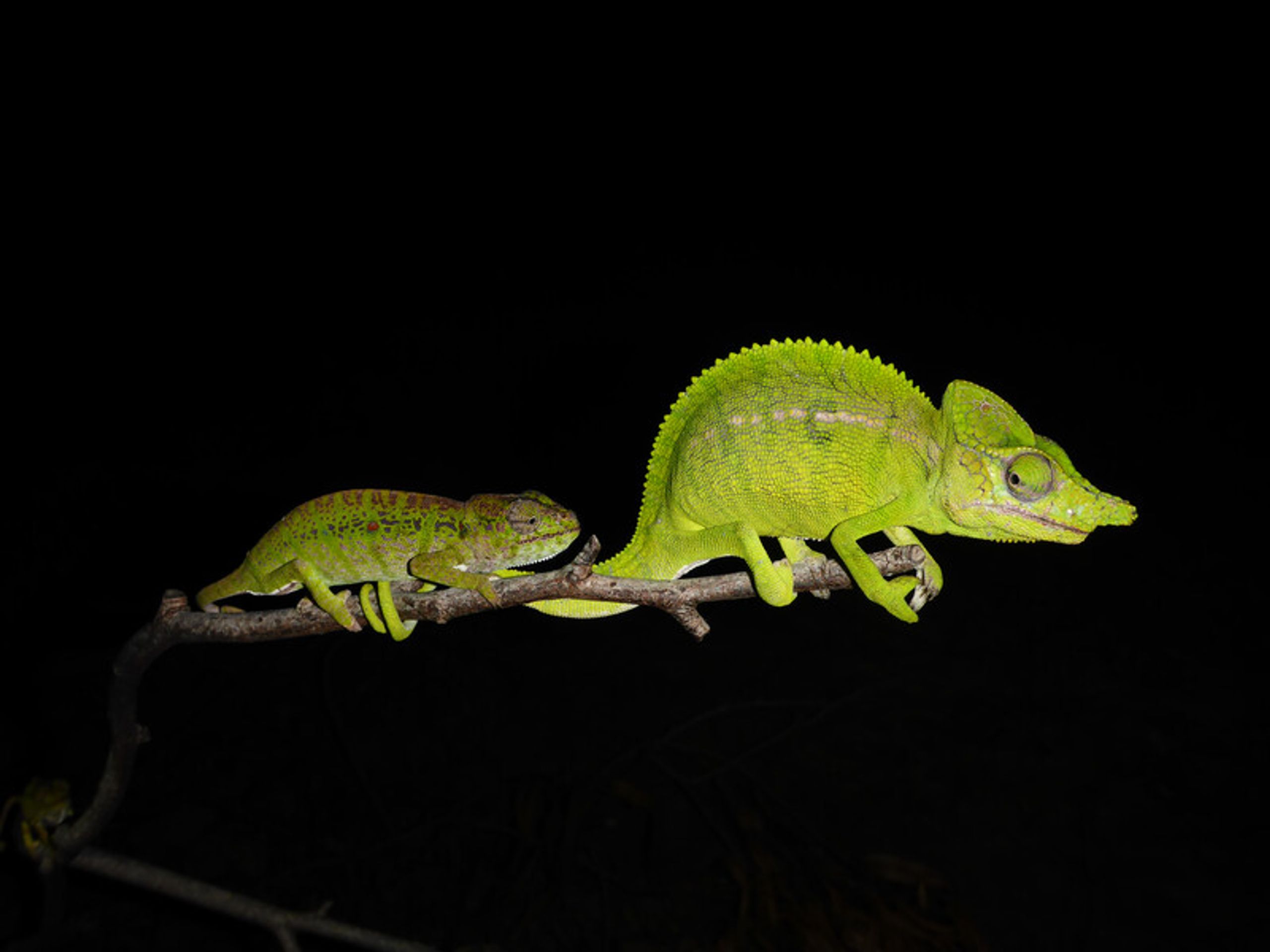 Voeltzkow's Chameleon - 3 - GALERIE: Voeltzkow chameleon (3/5)