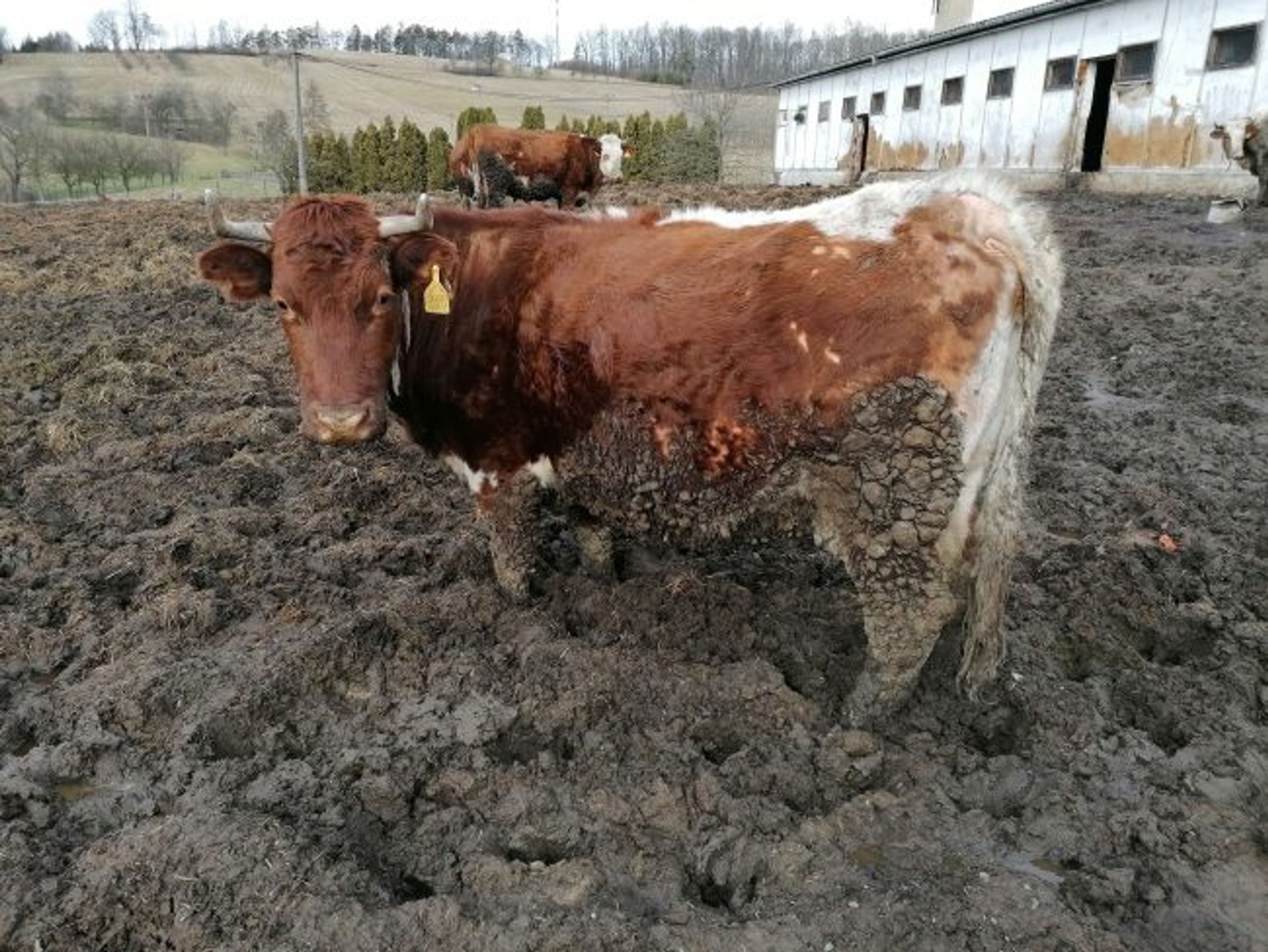 Kontrola u chovatele ve Vysoké u Hustopečí nad Bečvou - GALERIE: Kontrola u chovatele odhalila hrozivé podmínky (2/3)