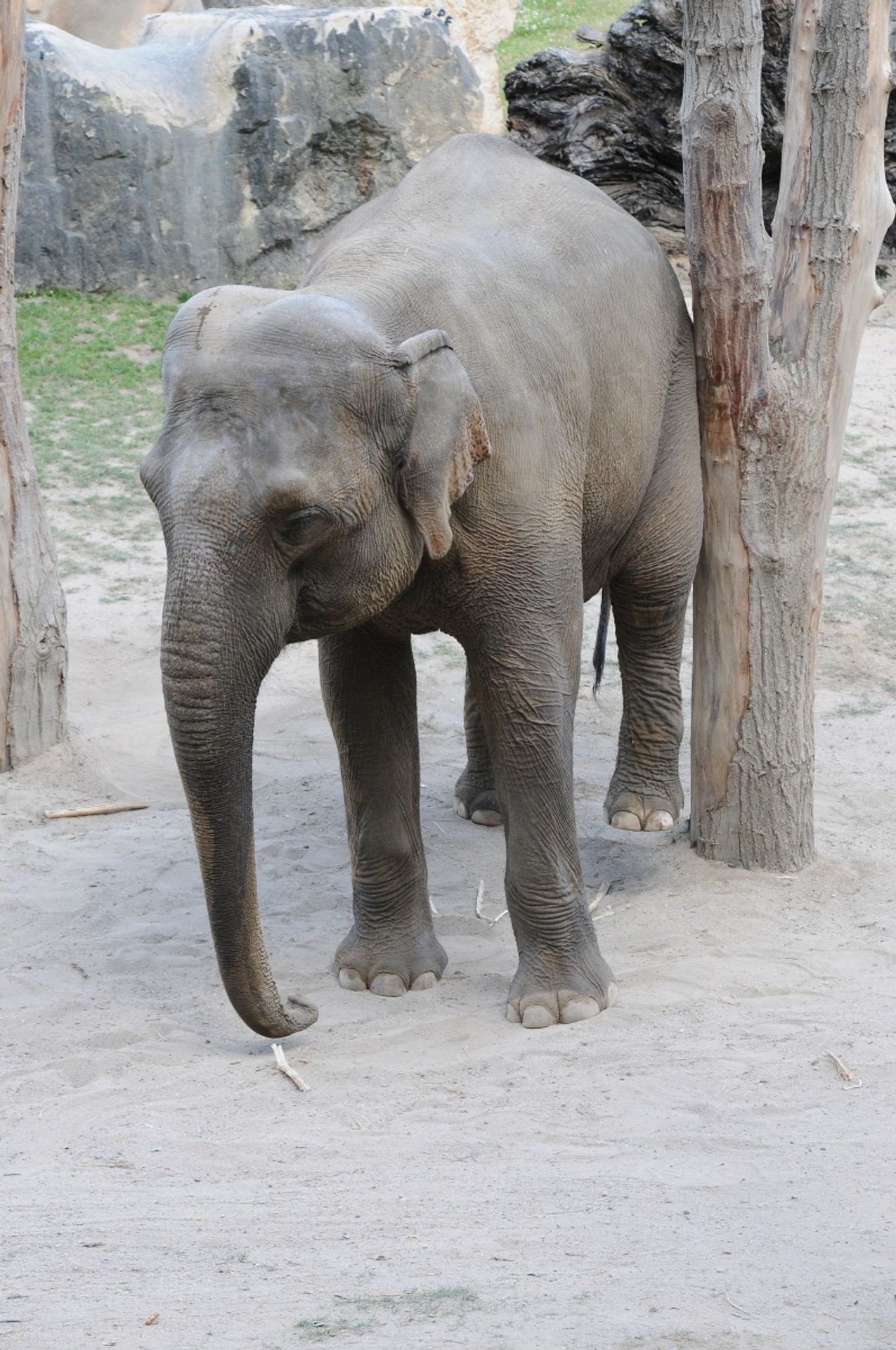 Jak se sloni v pražské zoo drbou - 2 - GALERIE: Jak se sloni v pražské zoo drbou (2/6)