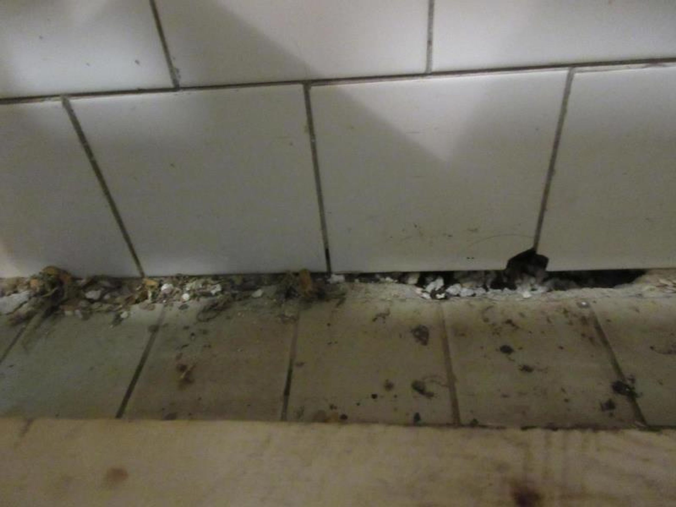 Inspekce našla v restauraci na Chebsku trus a mrtvé hlodavce - Inspekce našla v restauraci na Chebsku trus a mrtvé hlodavce (11/14)
