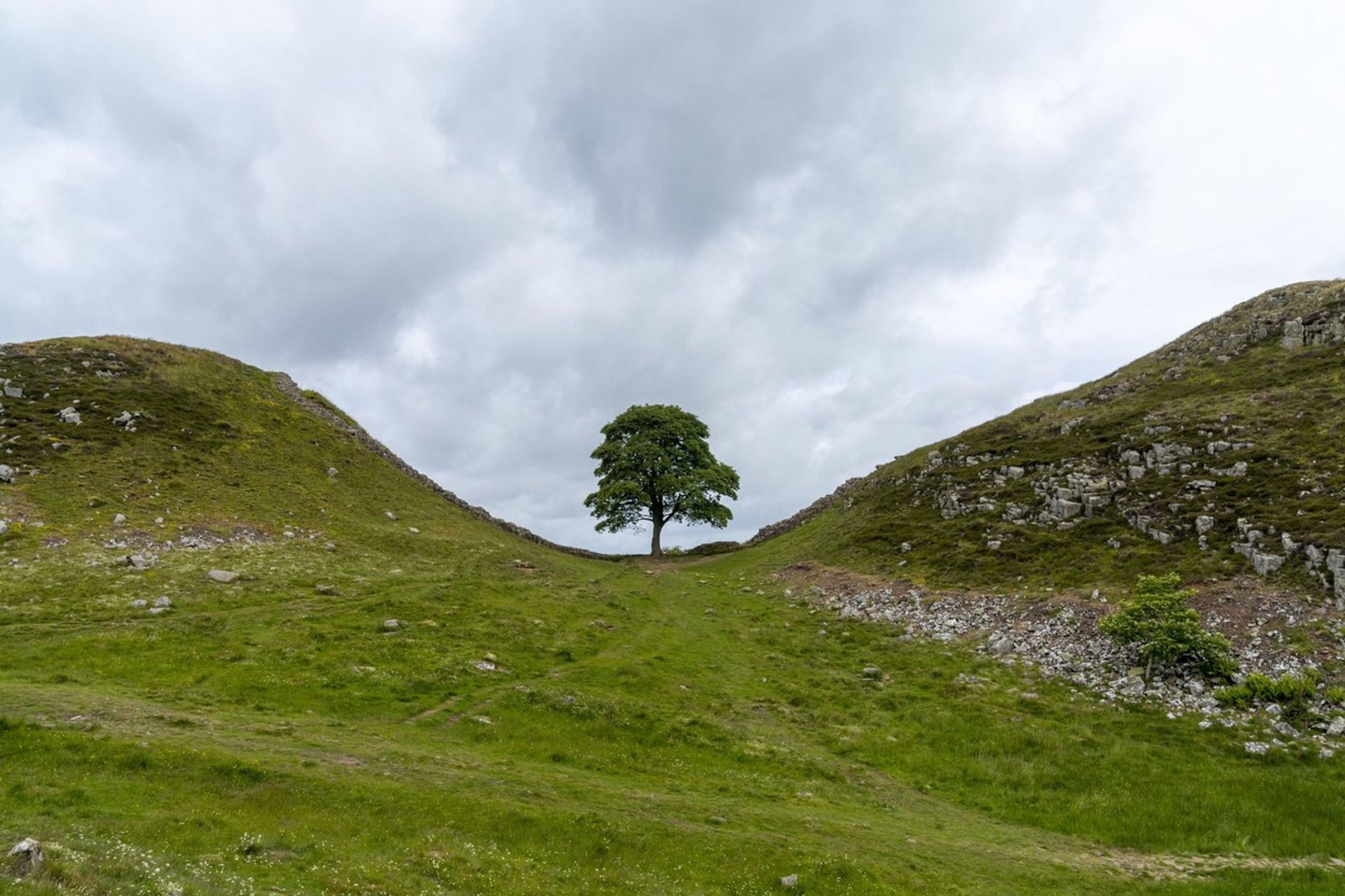 Sycamore Gap - Pokácený javor (3/5)