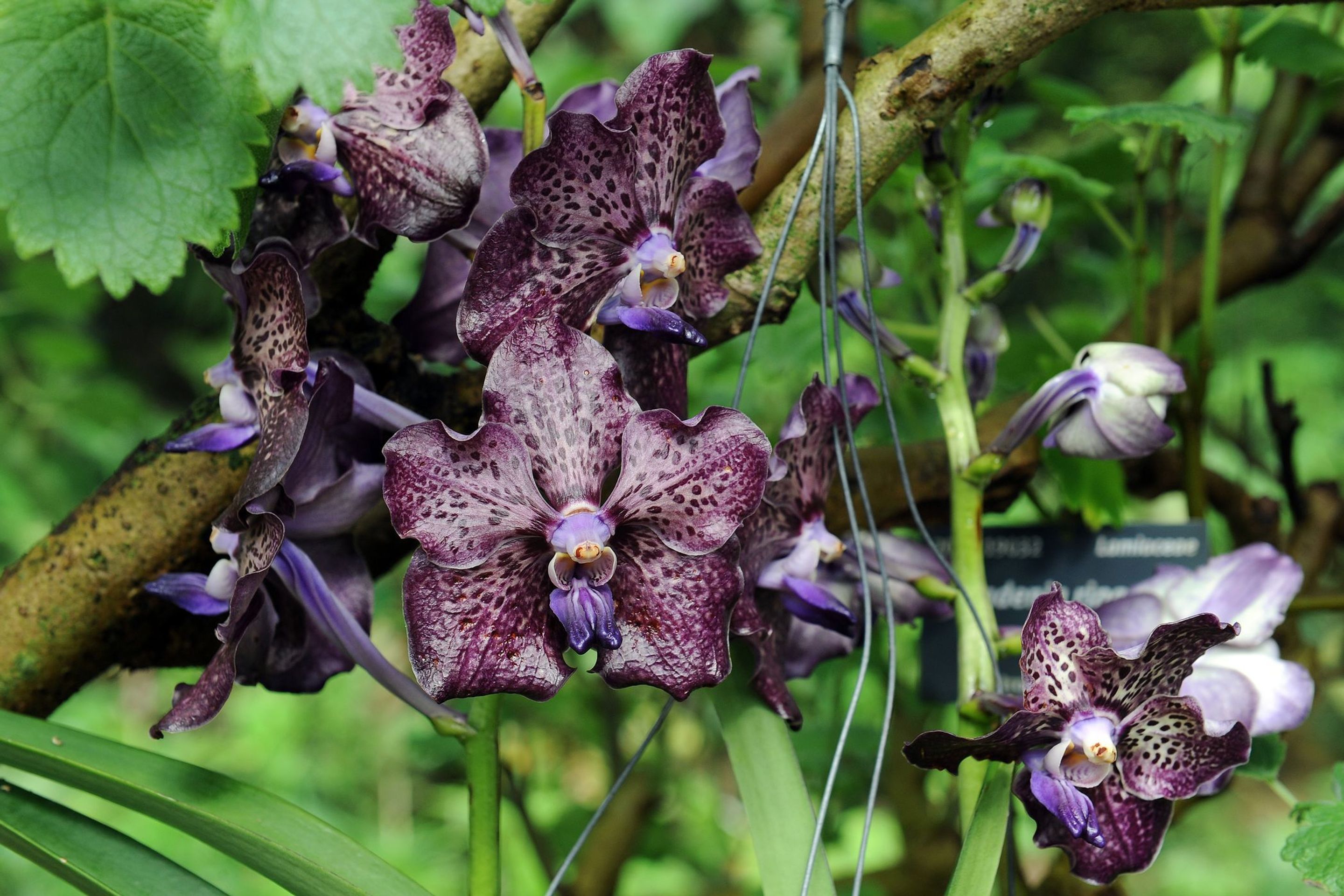 Výstava orchidejí - 13 - GALERIE: Orchideje v pražské botanické zahradě (13/29)