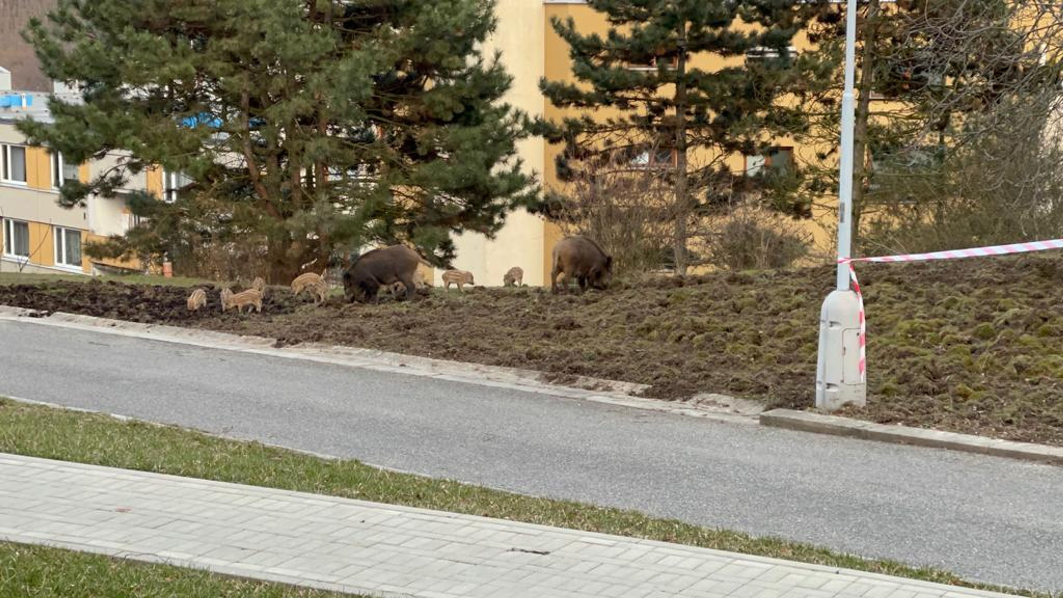 Divoká prasata v areálu pražské Nemocnice Na Homolce - 9 - GALERIE: Divoká prasata v areálu pražské nemocnice (5/13)