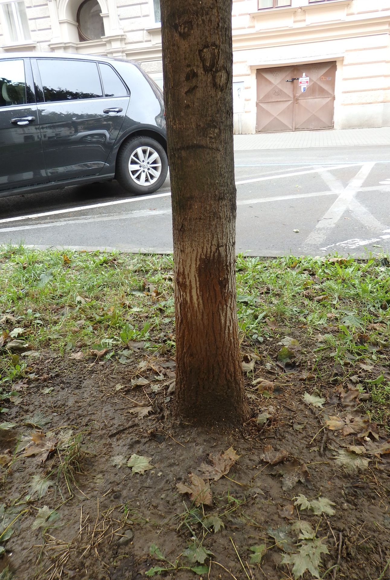 Stromy poškozené psí močí - 1 - Galerie: Stromy poškozené psí močí (4/4)