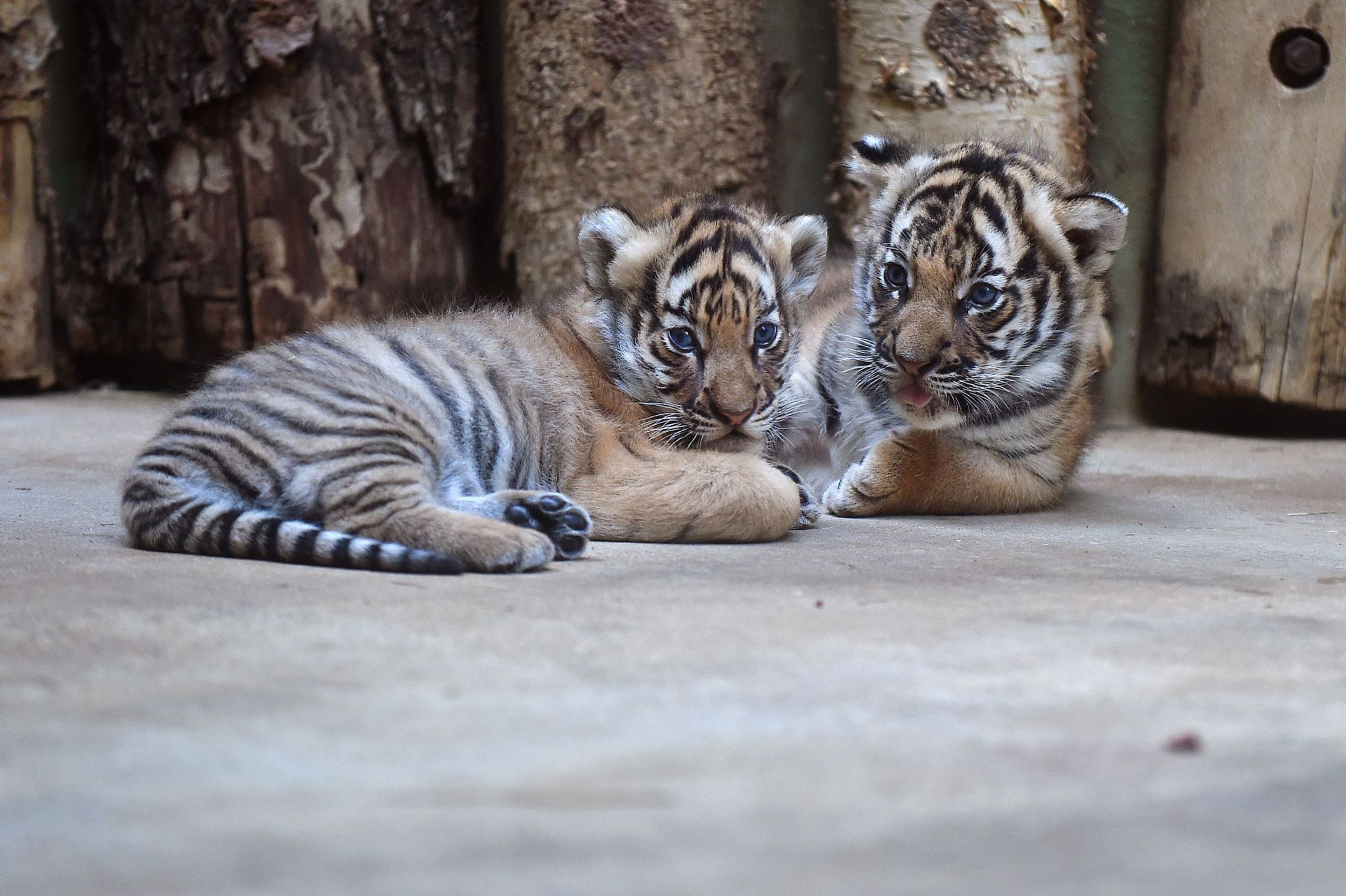 Mláďata tygra malajského v Zoo Praha - 19 - GALERIE: Mláďata tygra malajského v Zoo Praha (19/23)