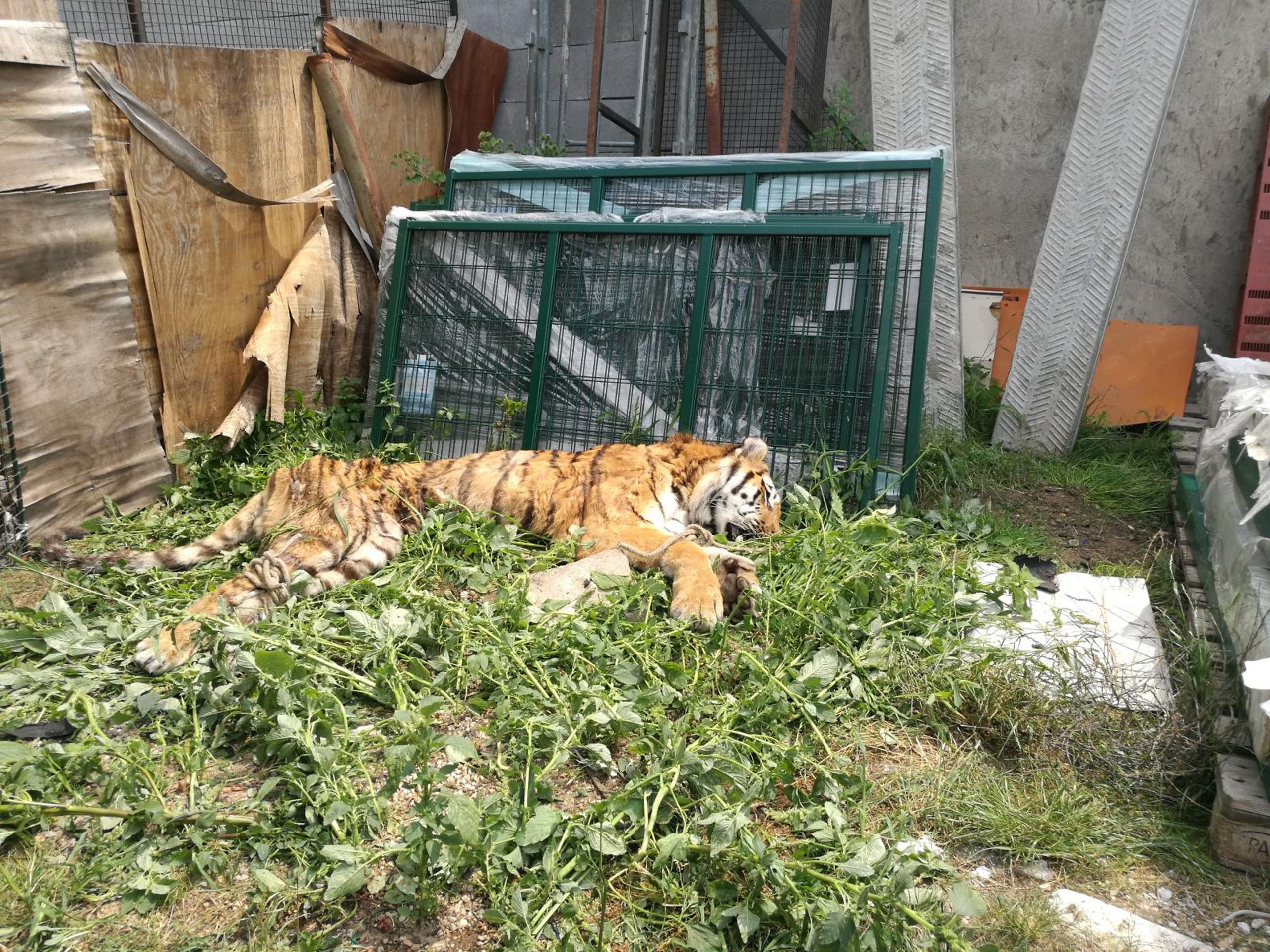 Útěk lva a dvou tygrů na Hradecku - GALERIE: Útěk lva a dvou tygrů (5/7)
