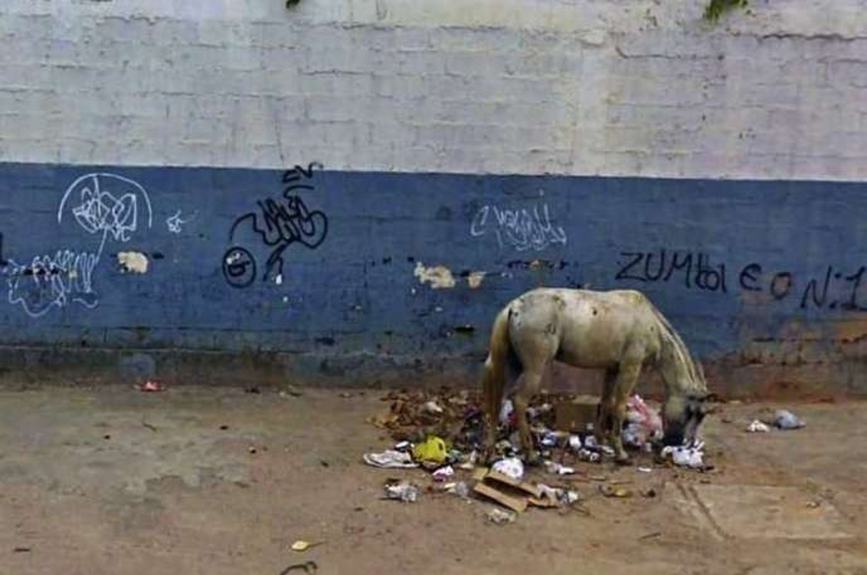 Obrázky google street view - 19 - GALERIE: Obrázky z Google Street View (11/29)