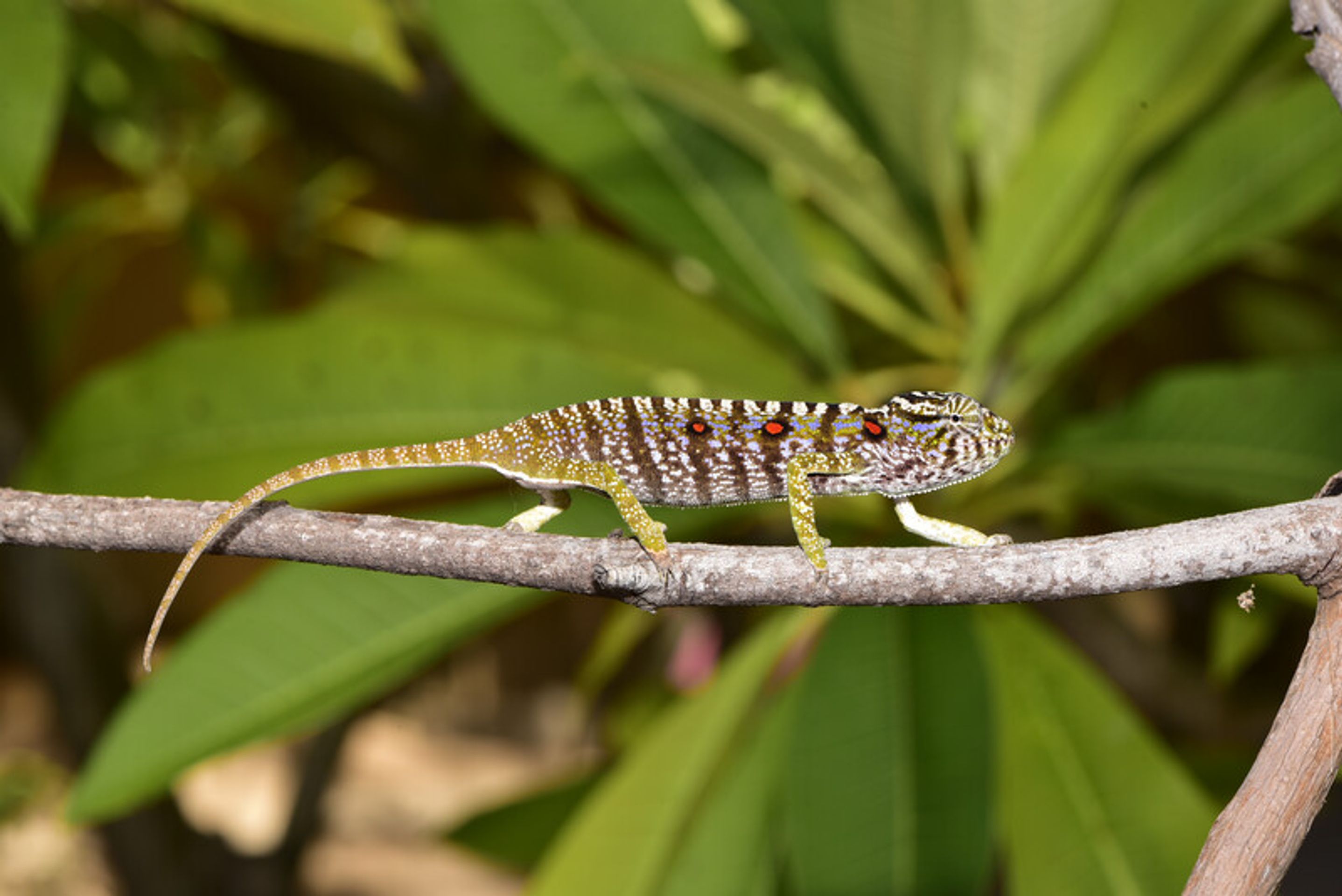 Voeltzkow's Chameleon - 4 - GALERIE: Voeltzkow chameleon (4/5)