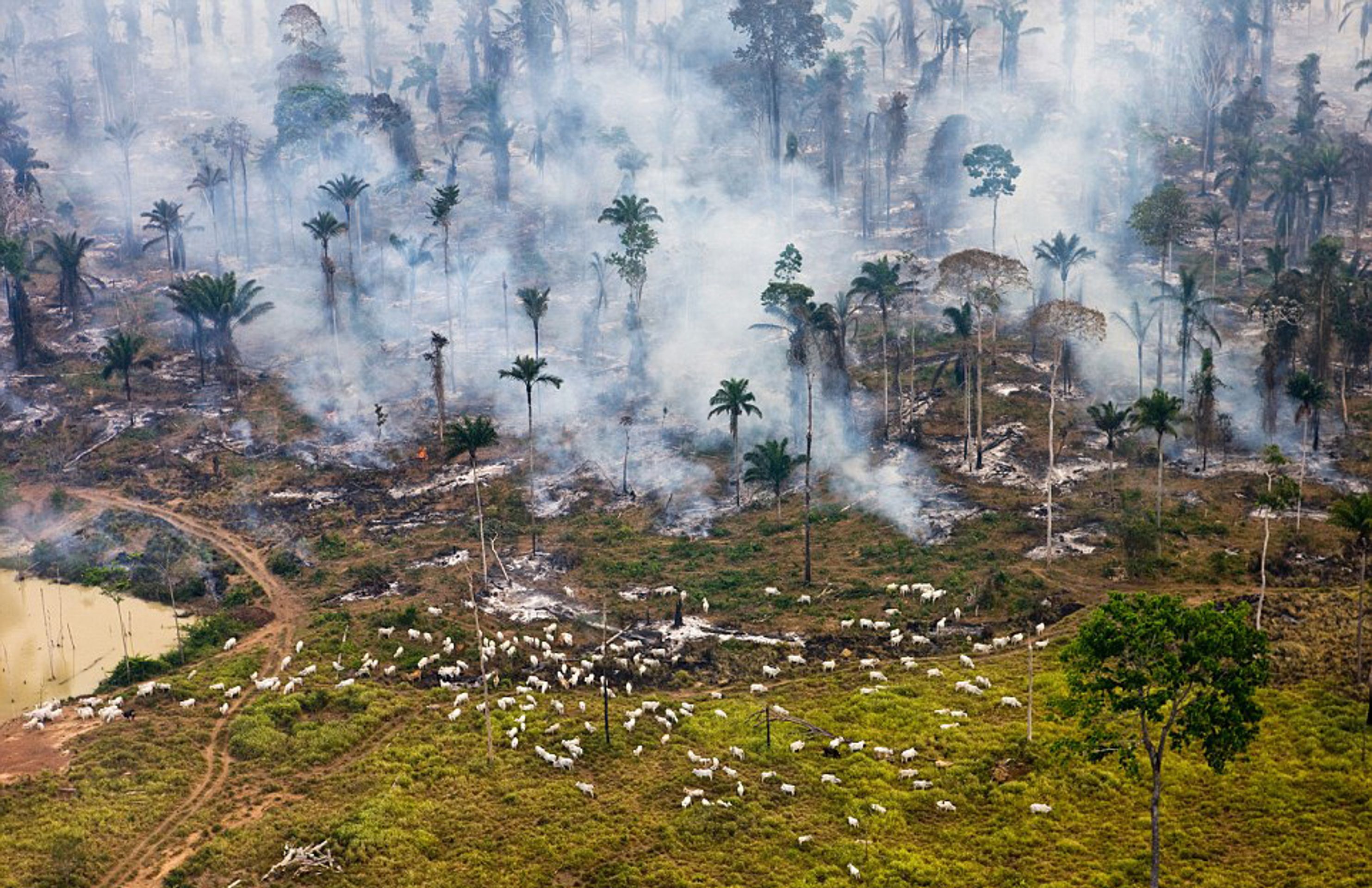 Fotografie znázorňující ničivé důsledky přelidnění - Dobytek pasoucí se v hořící Amazonské džungli - Brazílie - GALERIE: Fotografie znázorňující ničivé důsledky přelidnění (2/28)