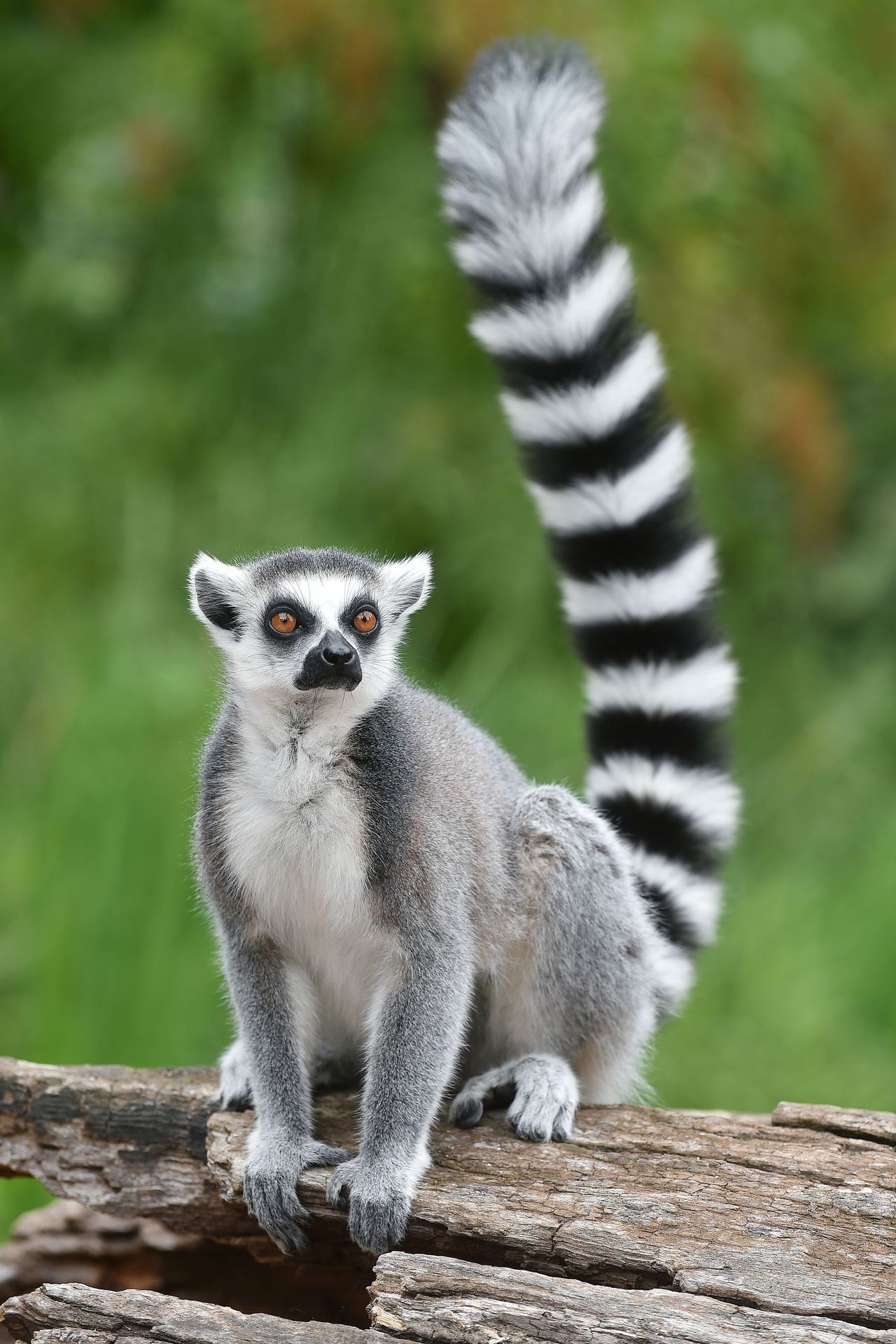 Krmení lemurů v ZOO Praha - 3 - GALERIE: Krmení lemurů v ZOO Praha (4/19)
