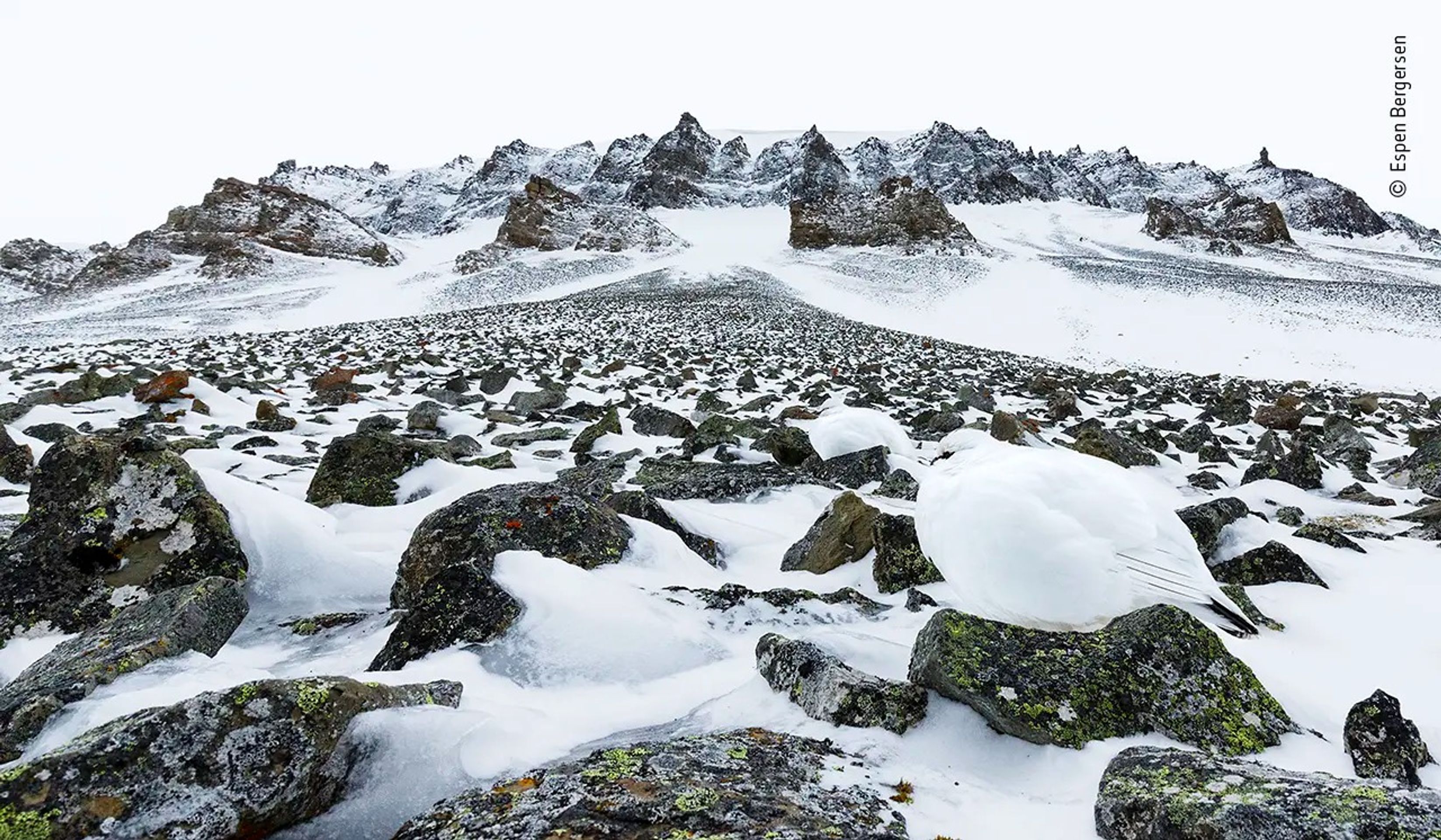 Wildlife Photographer of the Year - Espen Bergersen - GALERIE: Wildlife Photographer of the Year (3/10)