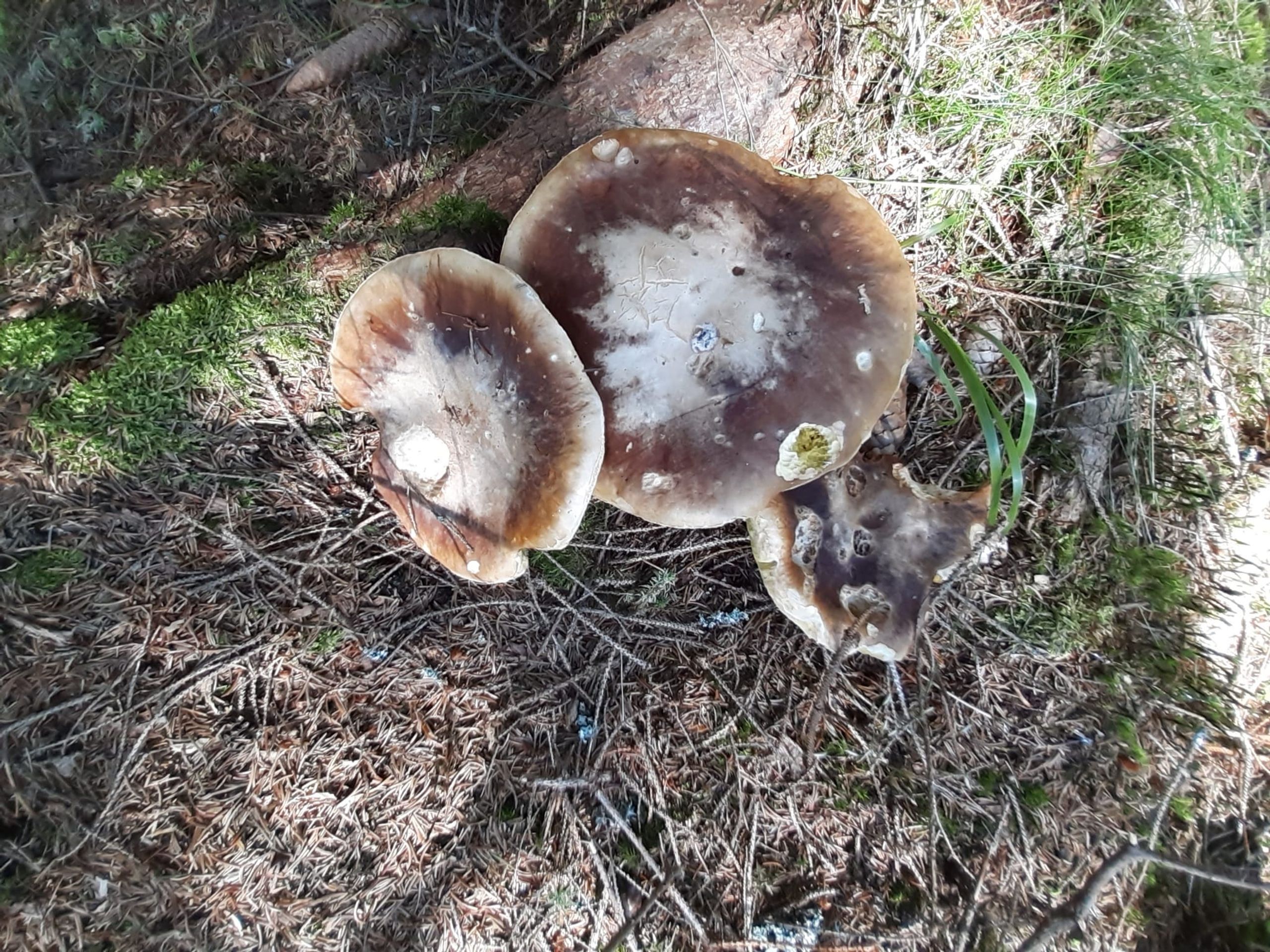 Úlovek mykologa Hejla - Hejlovy houby (1/5)