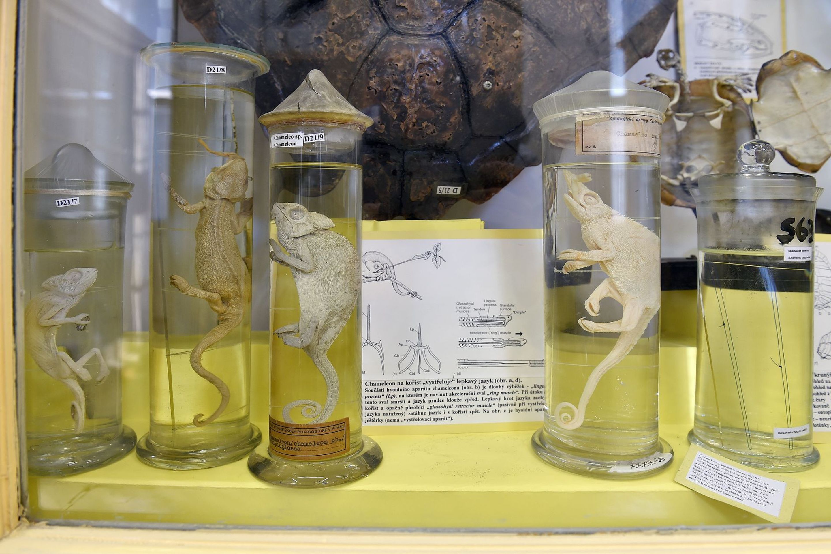 Muzeum normální a srovnávací anatomie - 13 - GALERIE: Muzeum normální a srovnávací anatomie (16/21)