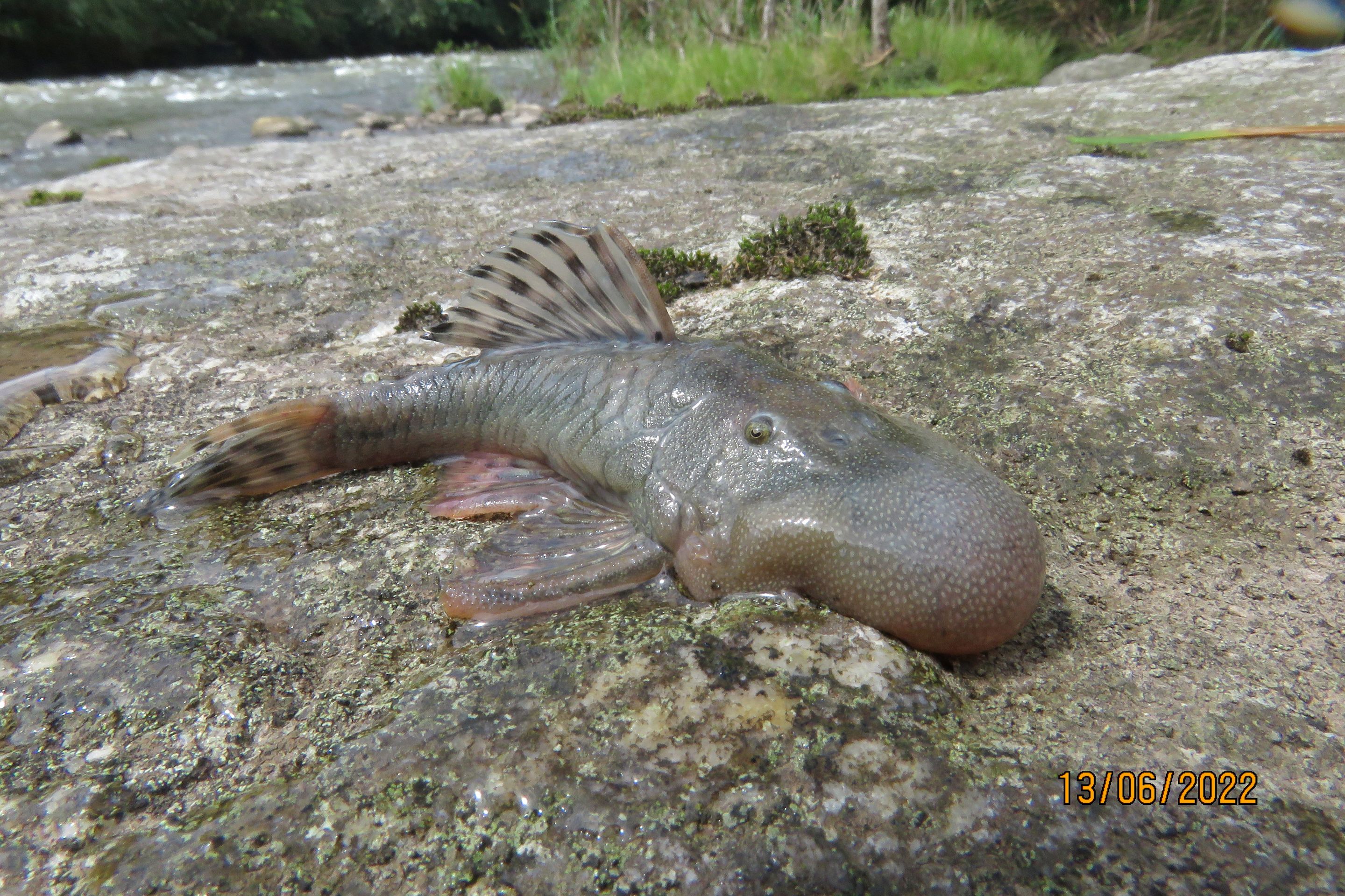Ryba s kapkovitou hlavou Chaetostoma sp. - Nově objevené druhy živočichů (9/9)
