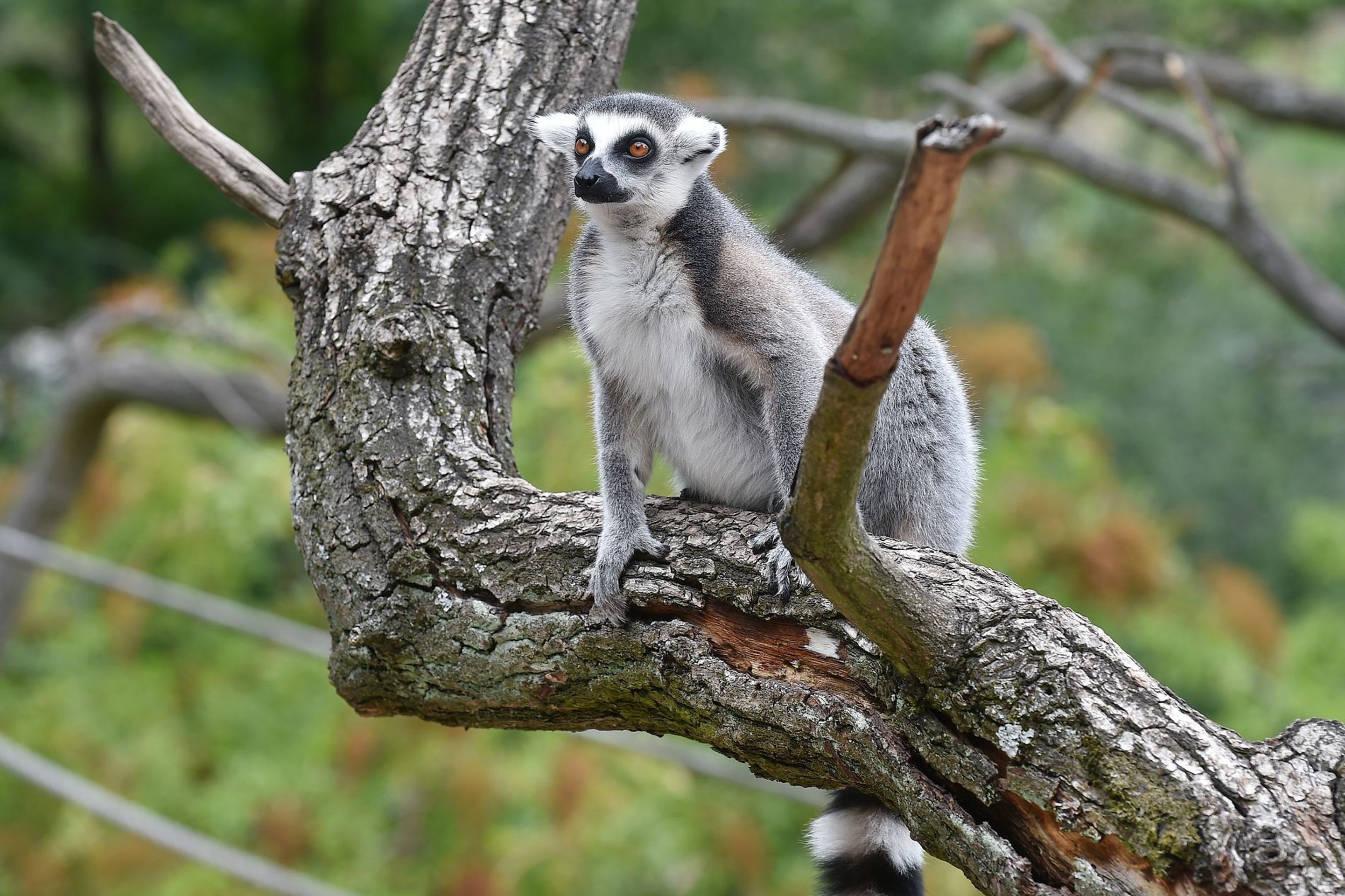 Krmení lemurů v ZOO Praha - 19 - GALERIE: Krmení lemurů v ZOO Praha (19/19)