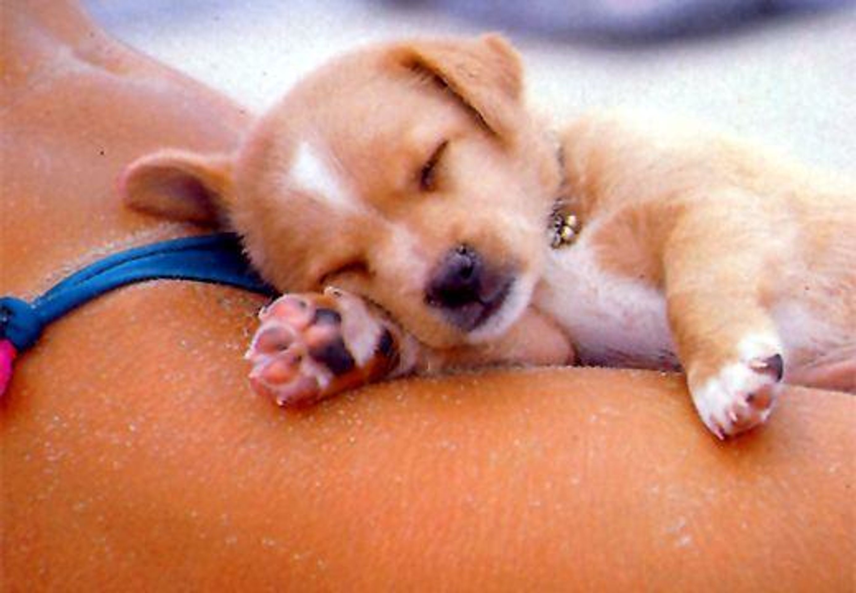 6. Addame - GALERIE: TOP 10 psí soutěž (6/12)