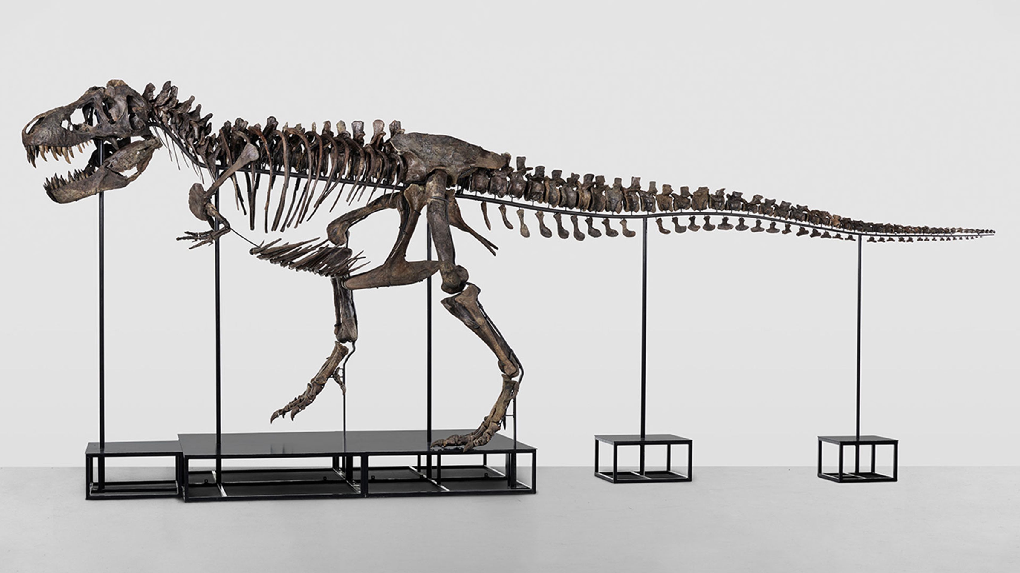 Tyrannosaur rex (1) - Tyrannosaur rex (8/12)