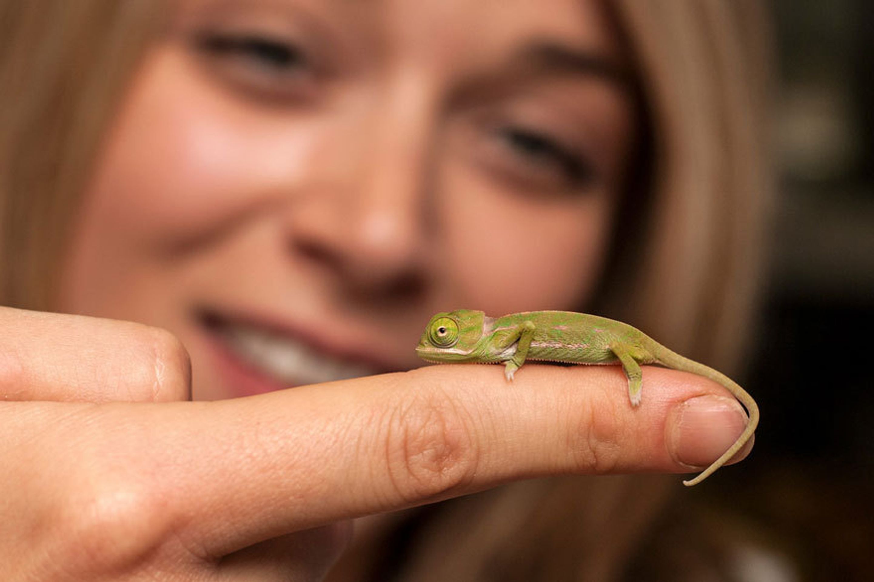 Malí chameleoni z australské zoo - 10 - GALERIE: Mláďata chameleona jemenského (2/12)