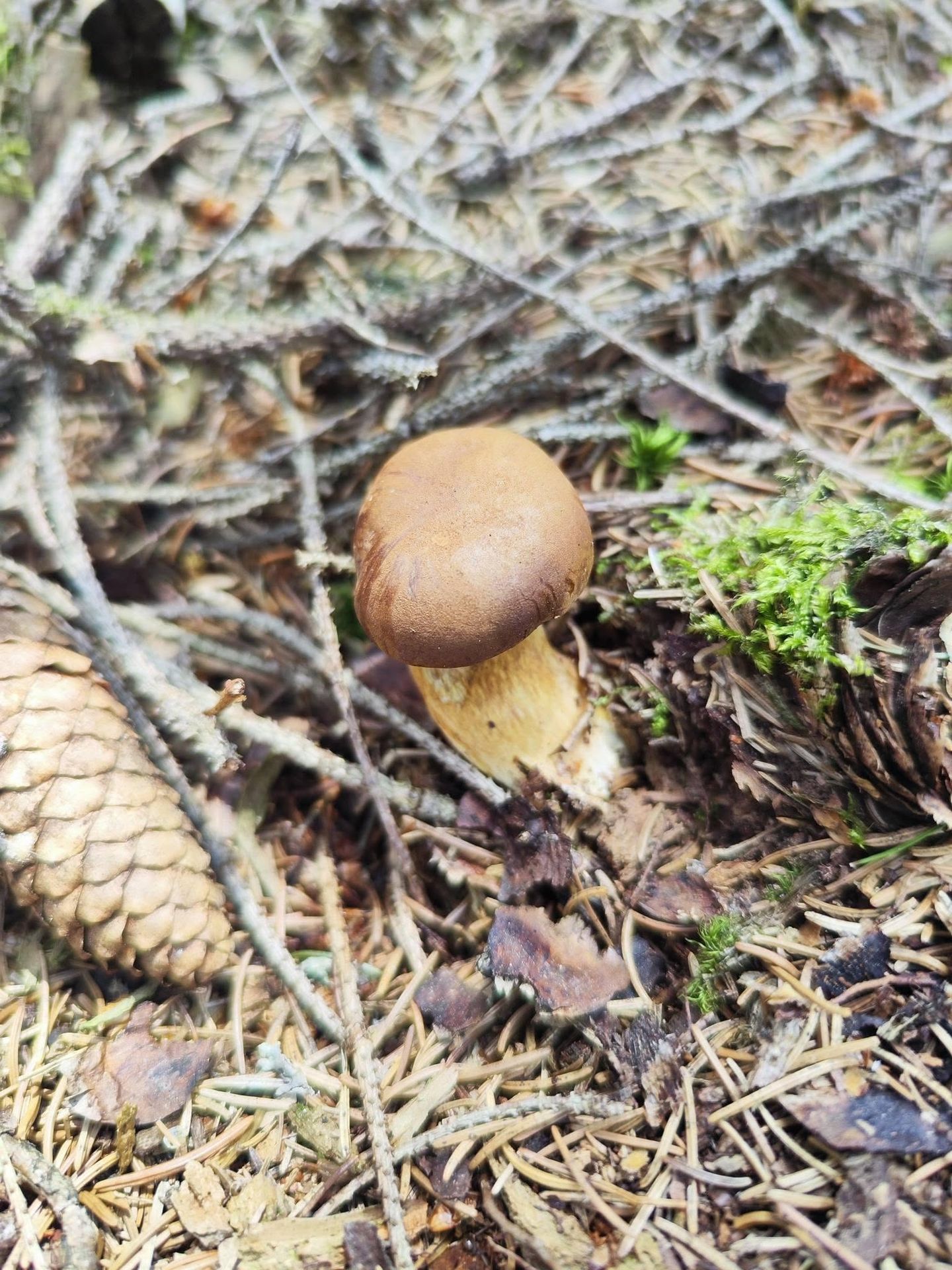 Houbová nadílka na Chomutovsku - Houbová nadílka na Chomutovsku (8/12)