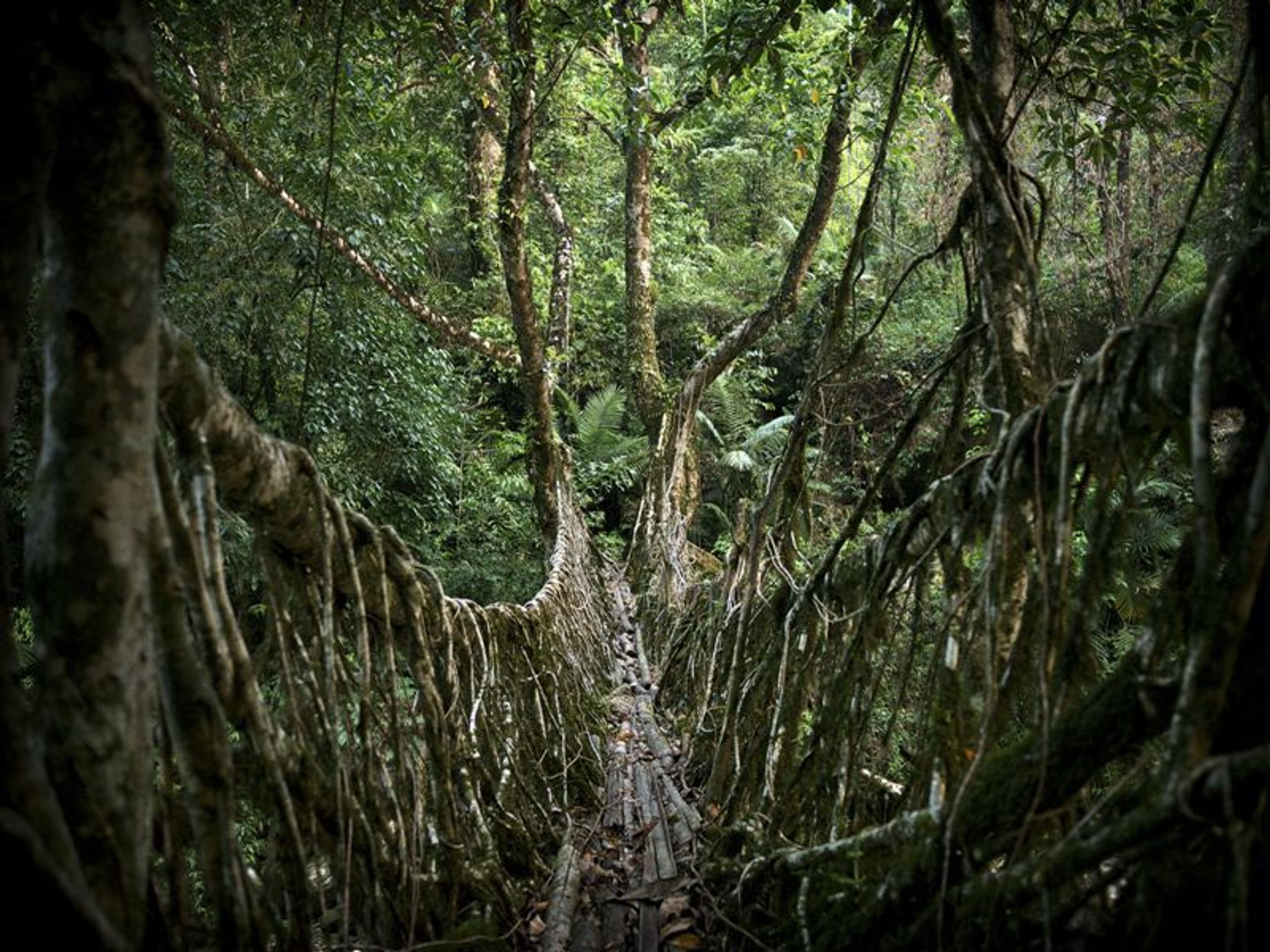 Most - GALERIE: Most "Tree Root", Cherrapunji (Indie) (3/3)