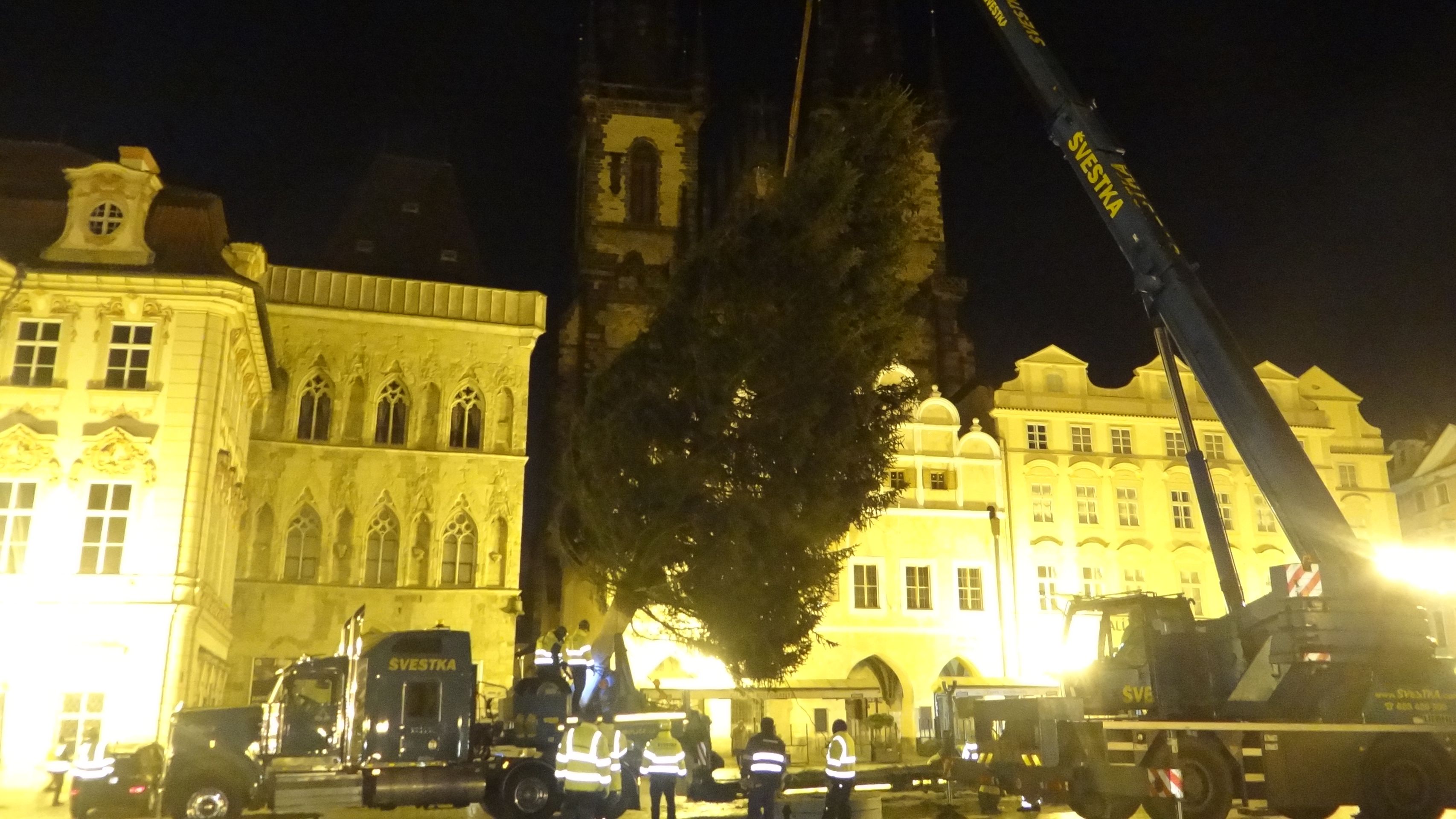 Smrk byl tentokráte menší, ale krásně rostlý - GALERIE: Vánoční strom dorazil do Prahy (5/7)