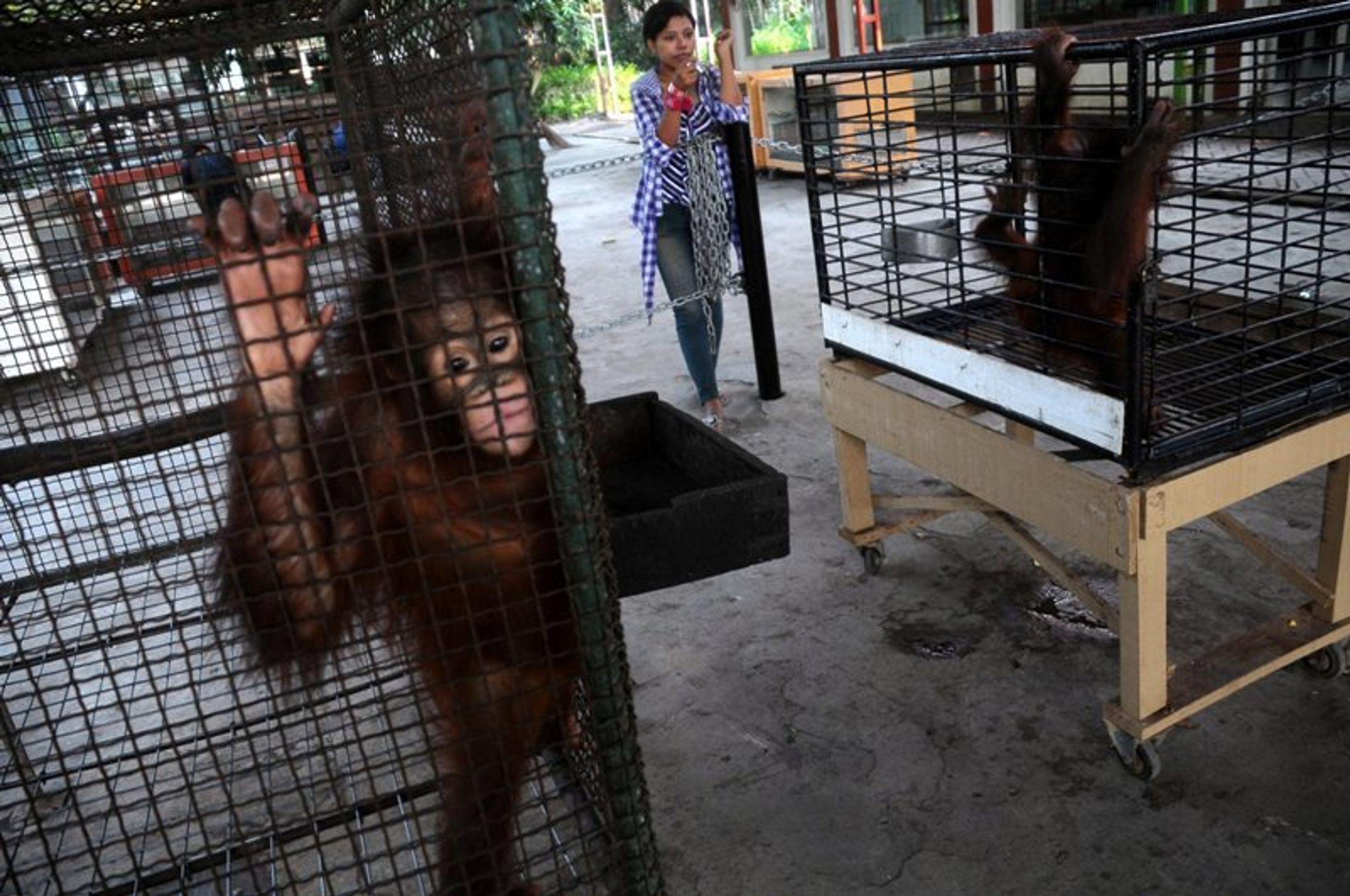 Nejhorší zoo na světě v indonéské Surabaye - 6 - GALERIE: Nejhorší zoologická zahrada na světě (4/9)