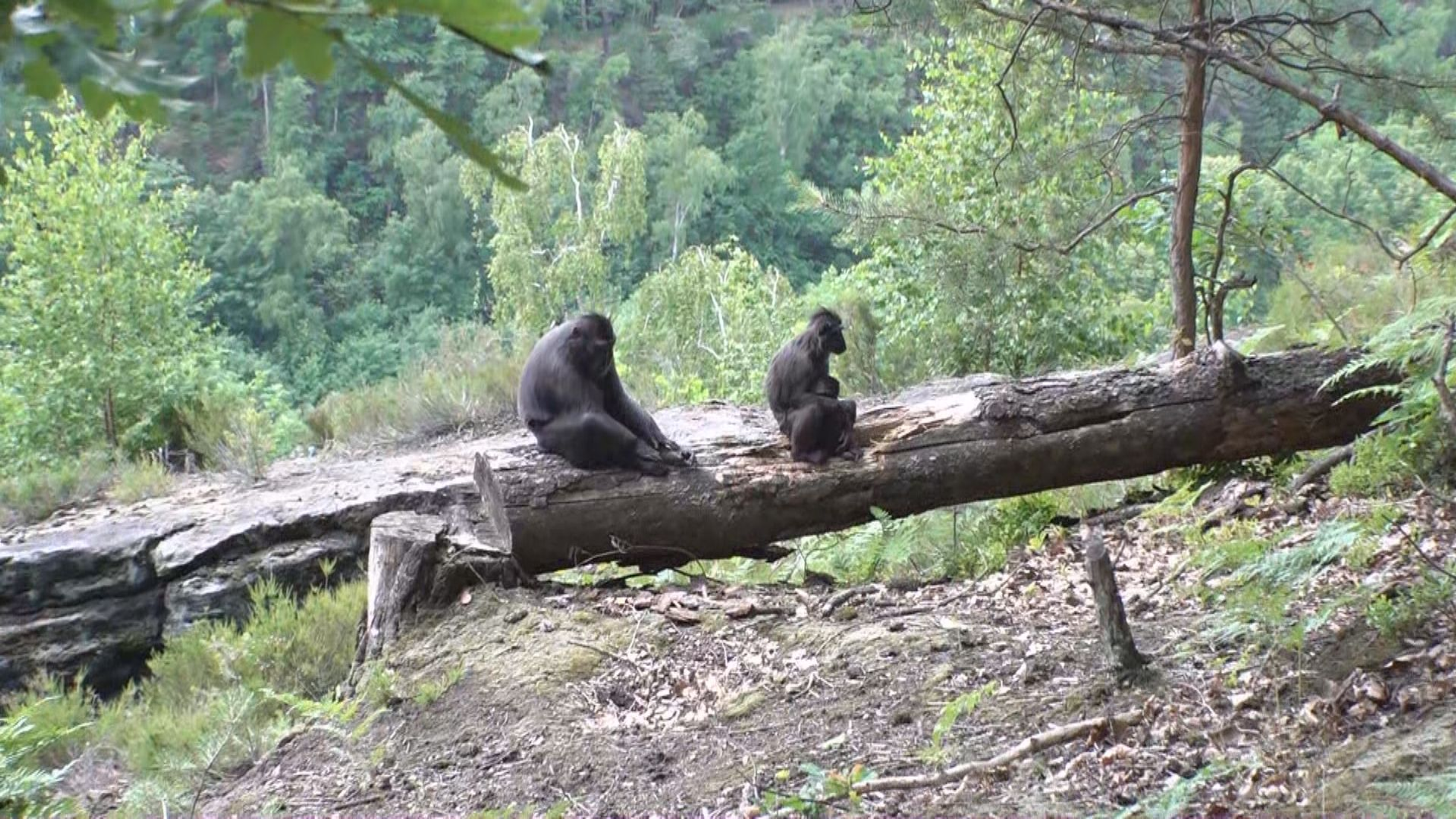 Makak Děčínská zoo - Makakové z Děčínské zoo (5/8)