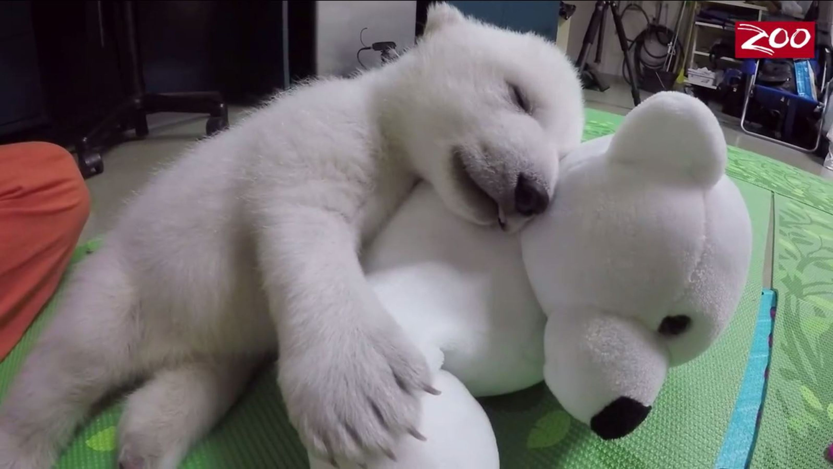 Mládě ledního medvěda v columbuské Zoo - 1 - GALERIE: Opuštěné mládě ledního medvěda (10/10)