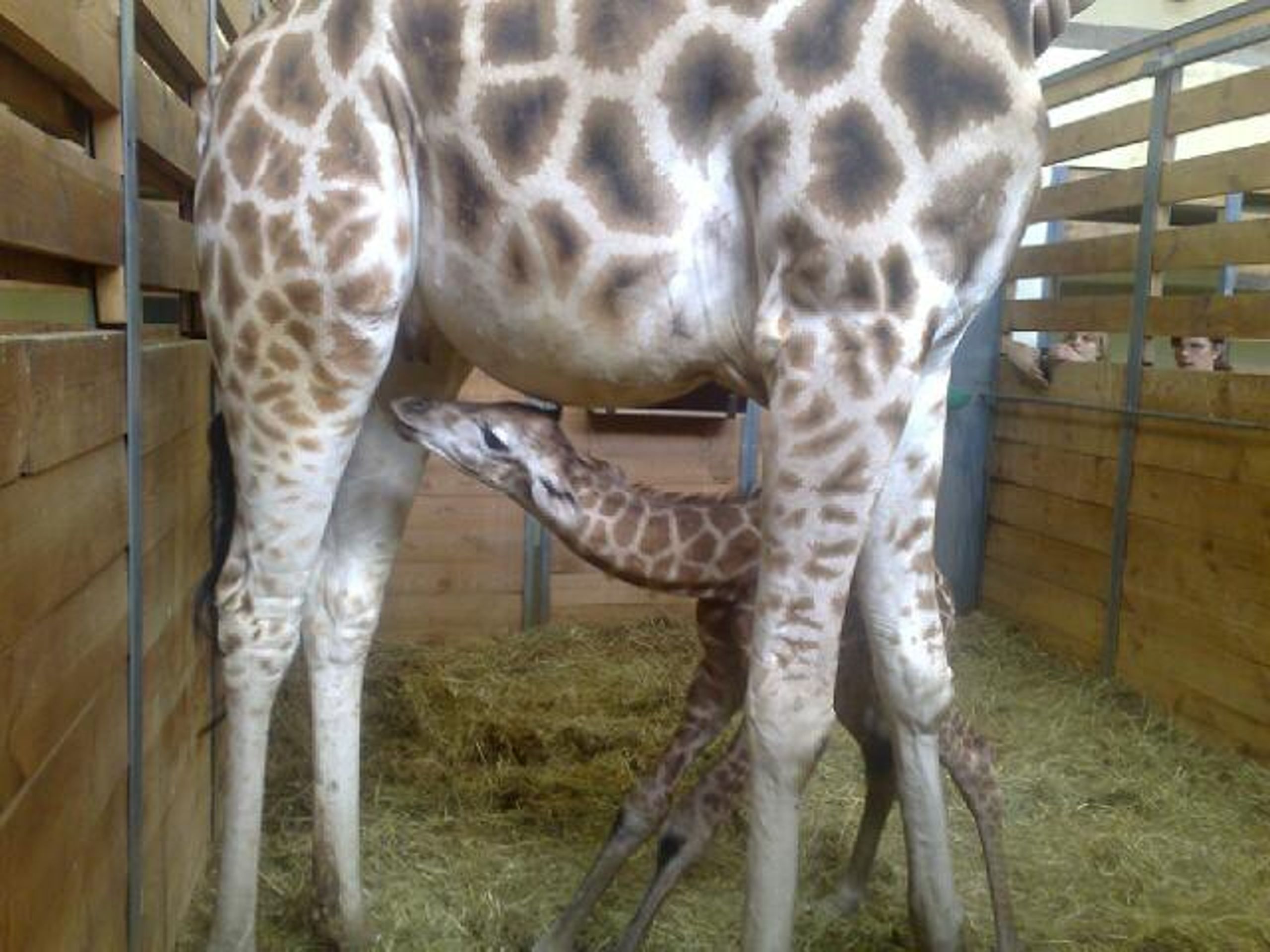 Porod žirafy Elišky - FOTOGALERIE: Porod žirafy Elišky v pražské zoo (3/10)