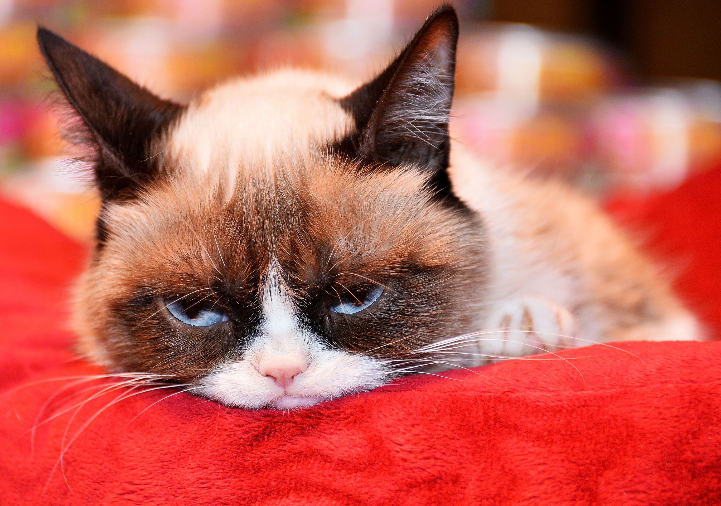 Grumpy cat - GALERIE: Nejnaštvanější kočka (9/9)