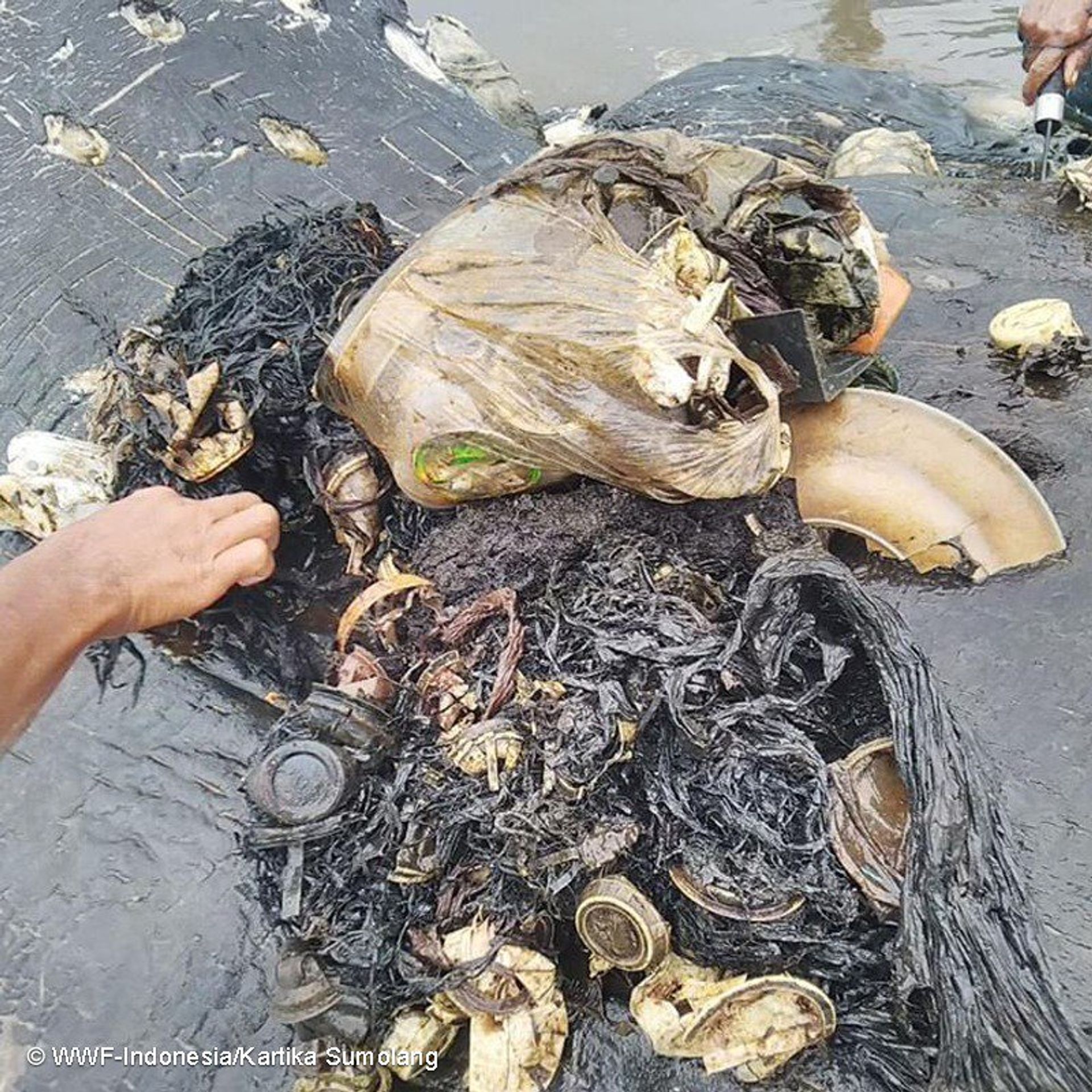 Vorvaň plný plastu - GALERIE: Z moře vylovili vorvaně. Měl v sobě 6 kilo plastu (1/4)