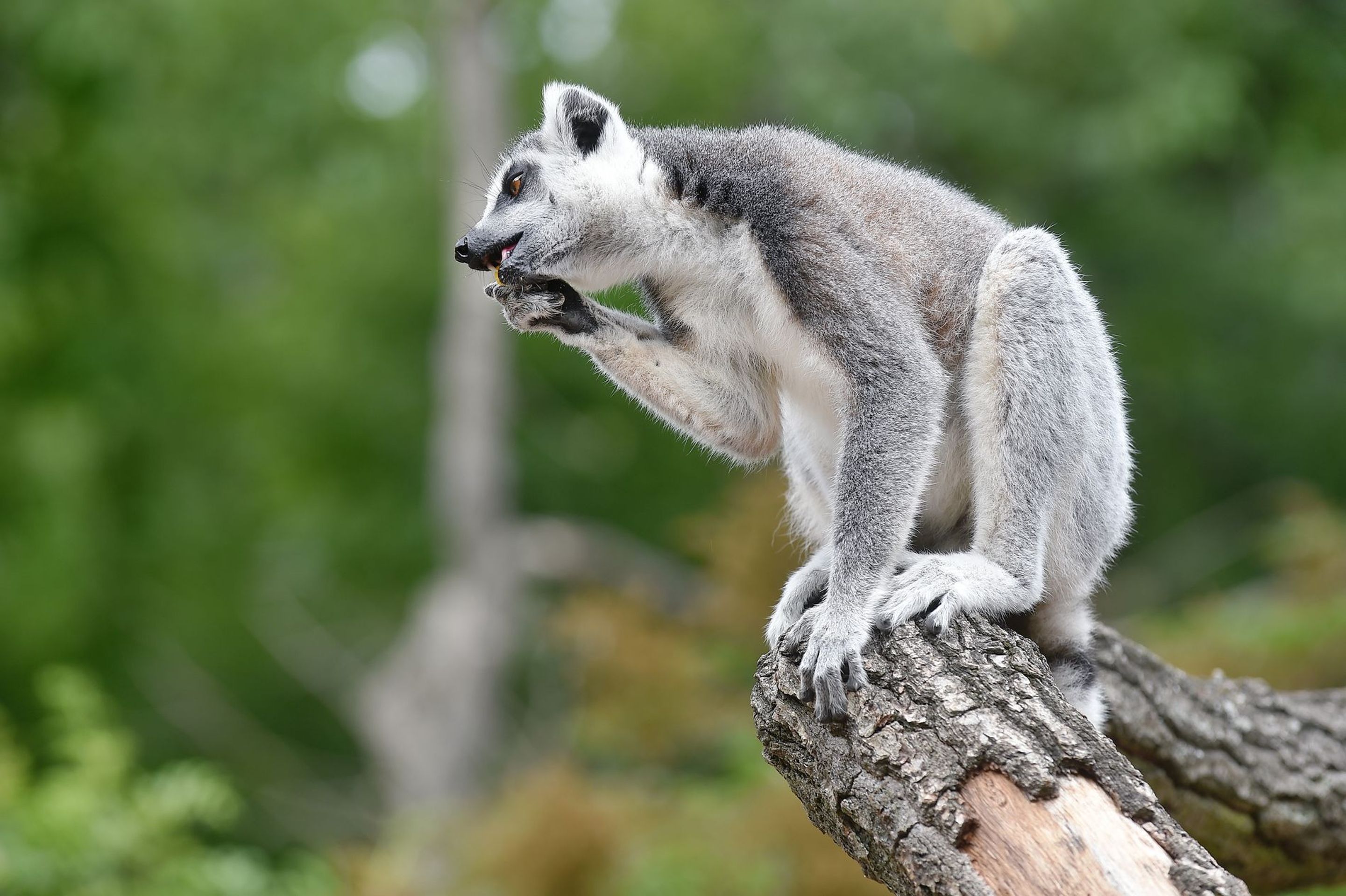 Krmení lemurů v ZOO Praha - 14 - GALERIE: Krmení lemurů v ZOO Praha (14/19)